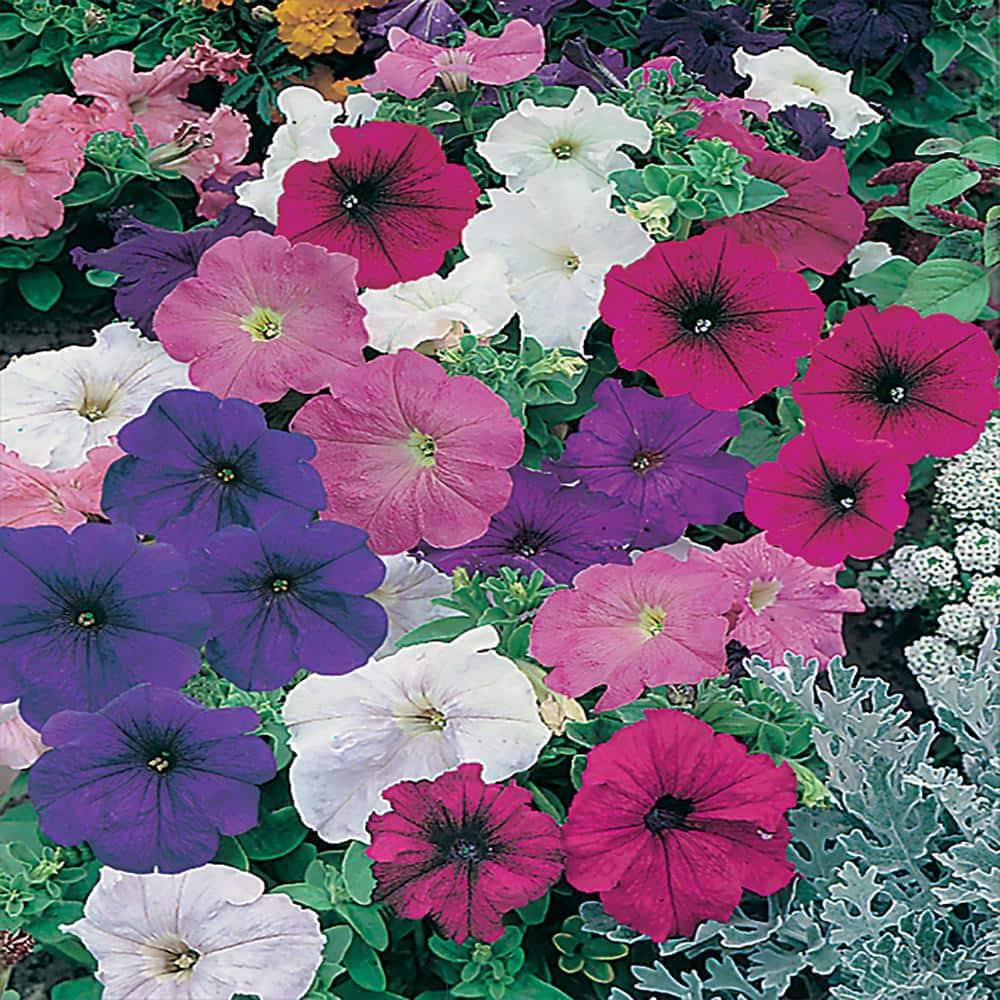 2.4 Gal. 10 in. Petunia Plant 1363