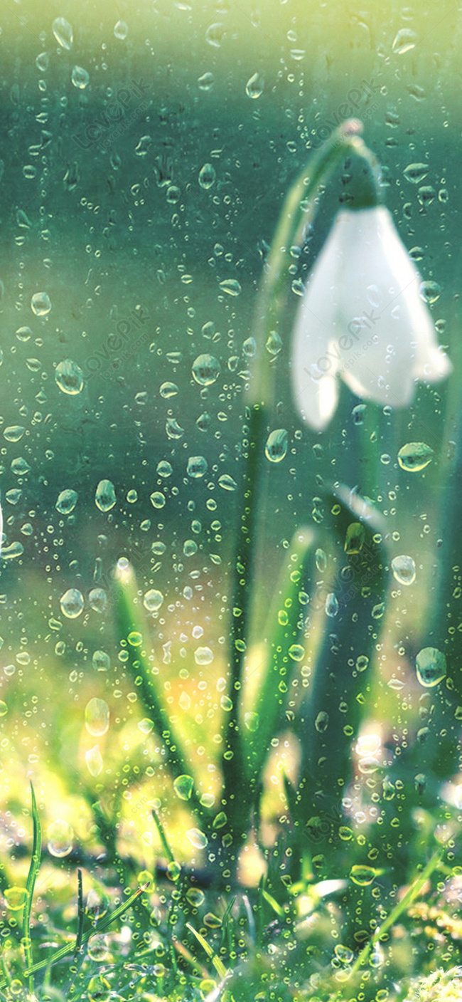 Rainy Day Plant Mobile Phone Wallpaper Background Image Free Download