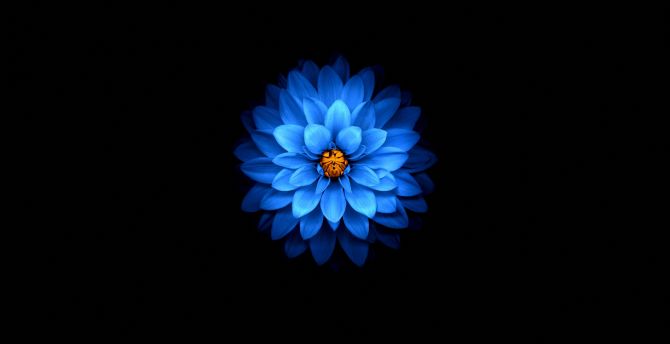 Blue flower, dark, amoled wallpaper, HD image, picture, background, 476b3b