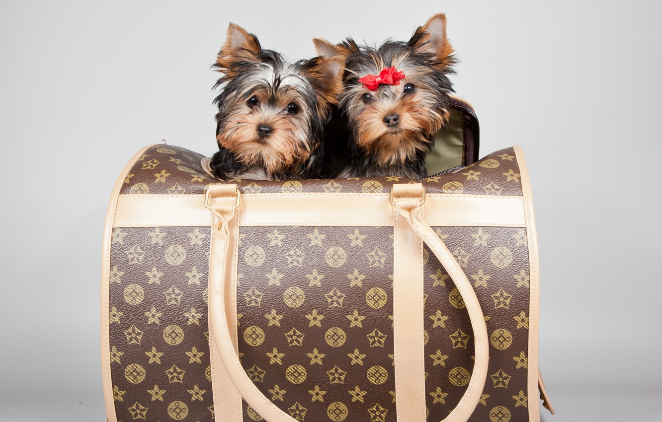 Wallpaper puppies, bag, bow, Terriers, Louis Vuitton image for desktop, section собаки