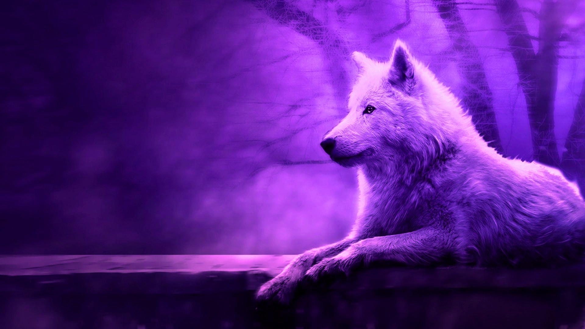 Purple wolf HD wallpapers  Pxfuel