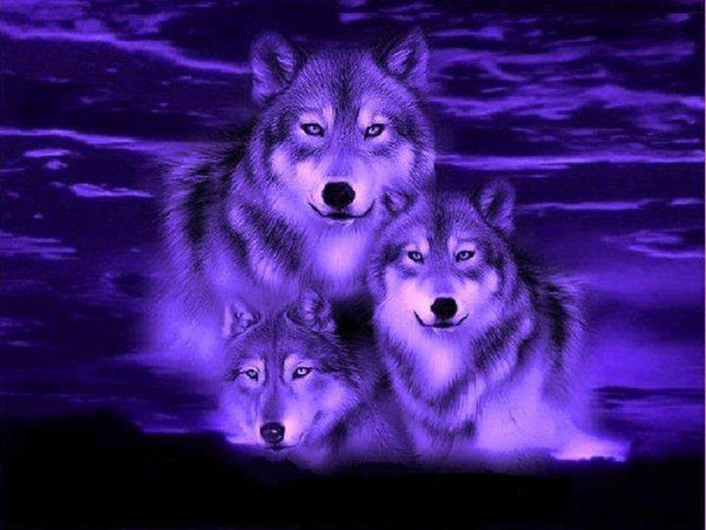 Purple Wolf Wallpaper Free Purple Wolf Background