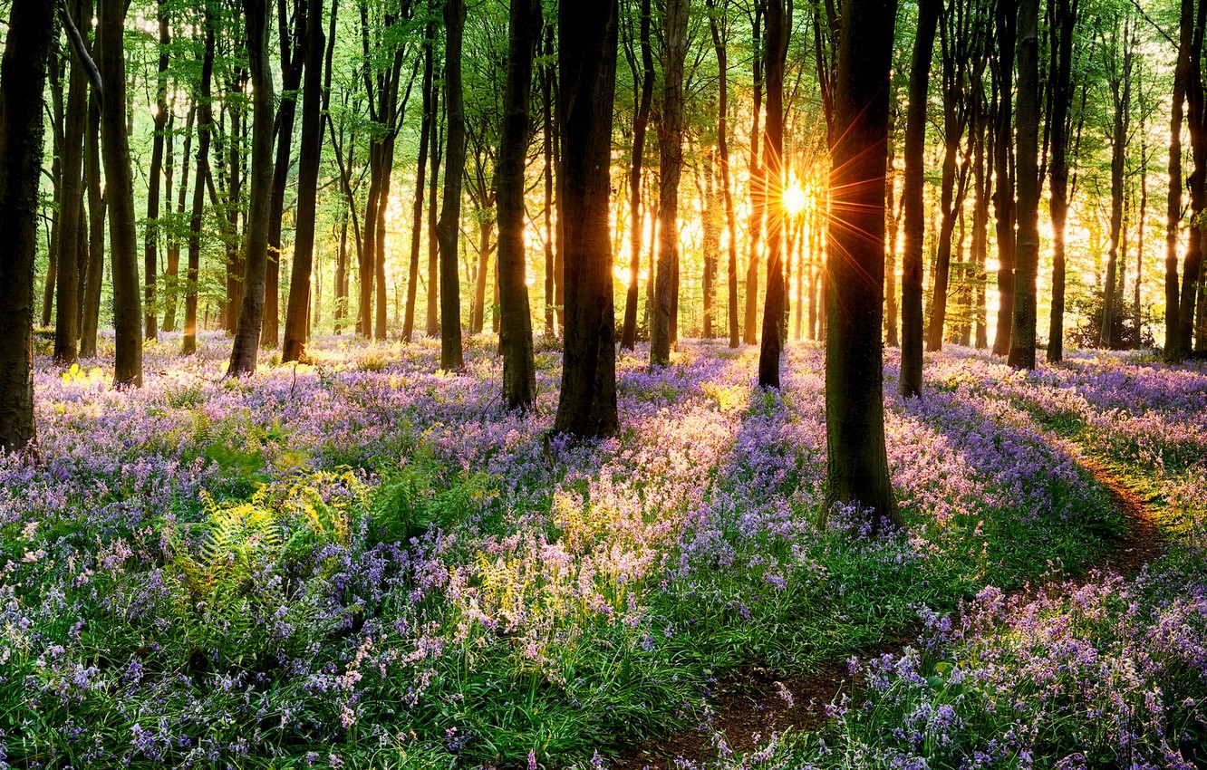 Wallpaper road, forest, grass, trees, sunset, flowers, nature, Park, spring, grass, forest, road, trees, nature, sunset, park image for desktop, section природа