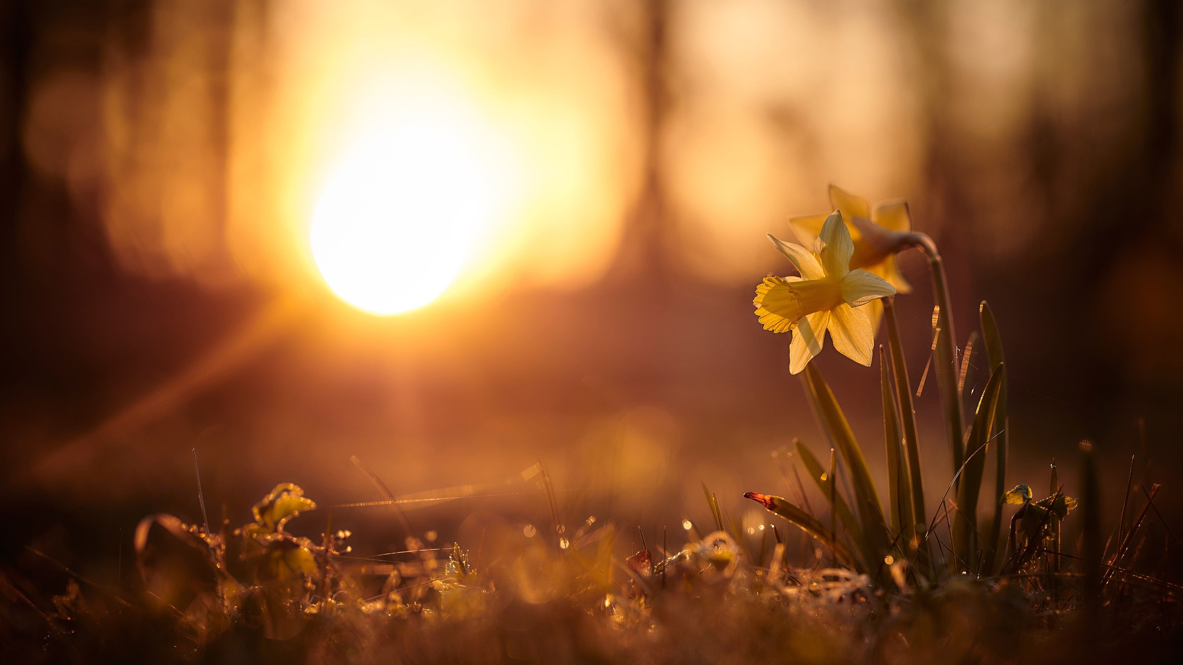 the sun #rays #light #sunset #flowers #nature #background #glade #spring #yellow #daffodils #bokeh K #wallpaper #hdw. Tree illustration, Wallpaper, HD wallpaper