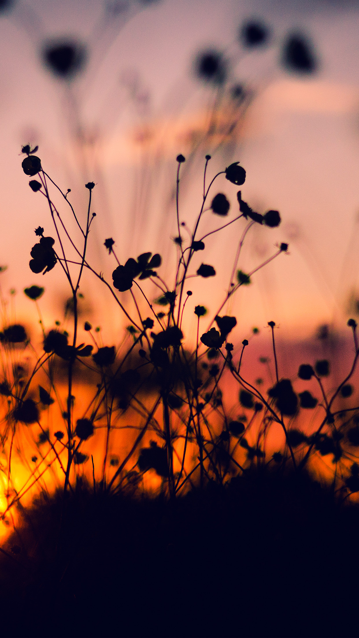 iPhoneXpapers nature flower sunset dark shadow red