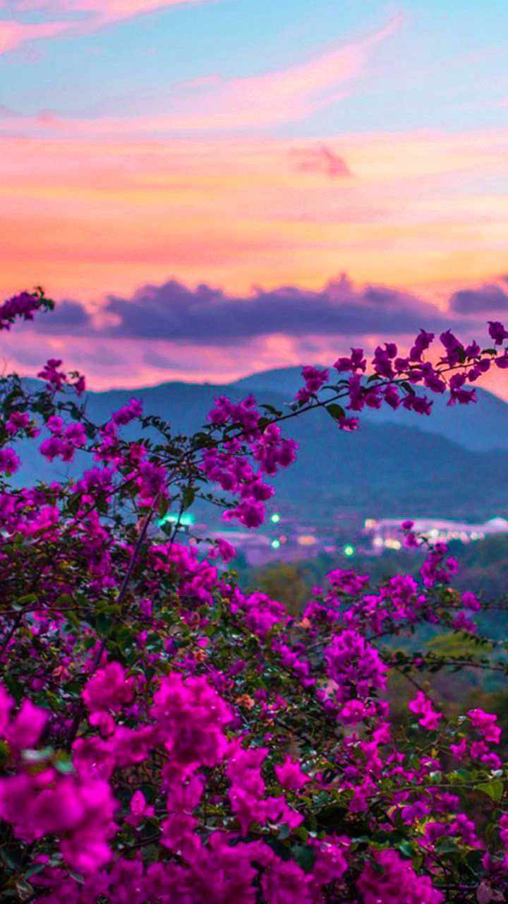 Spring Flower Sunsets Wallpapers - Wallpaper Cave