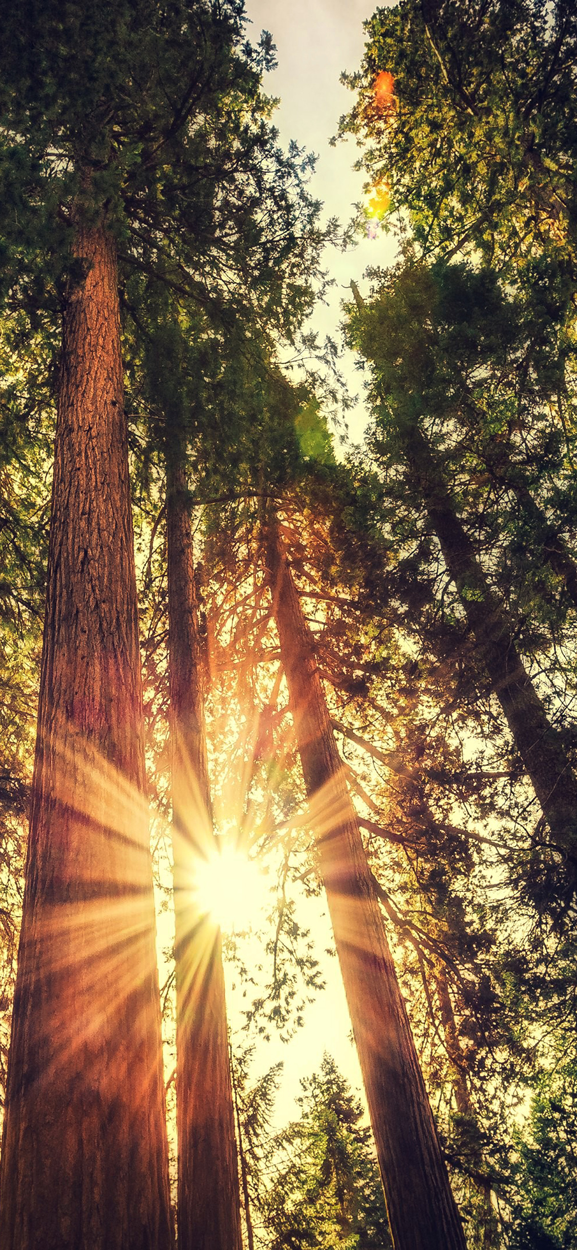 iPhone X wallpaper. sunset between trees wood nature