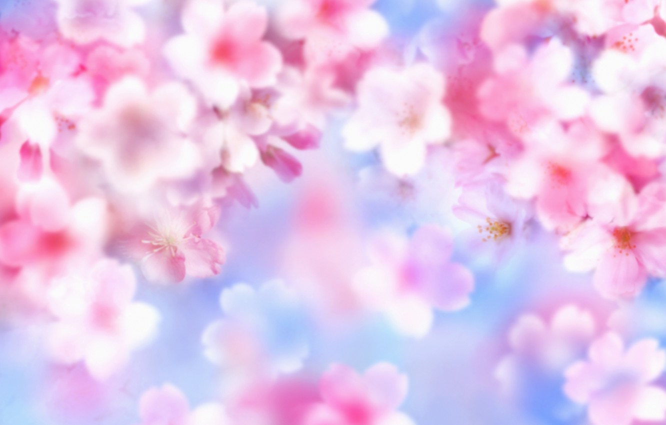 Wallpaper summer, flowers, brightness image for desktop, section цветы