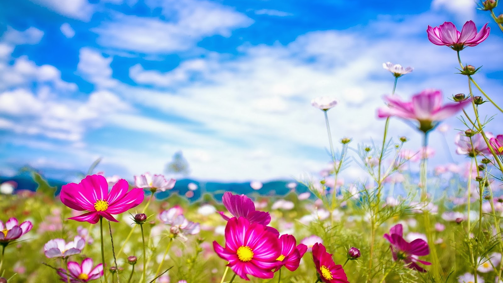 Free download Summer flowers wallpaper beautiful desktop wallpaper 2014 [1600x1000] for your Desktop, Mobile & Tablet. Explore Pretty Summer Flower Wallpaper. Pretty Flowers Picture Desktop Wallpaper, Cute Pretty Flowers