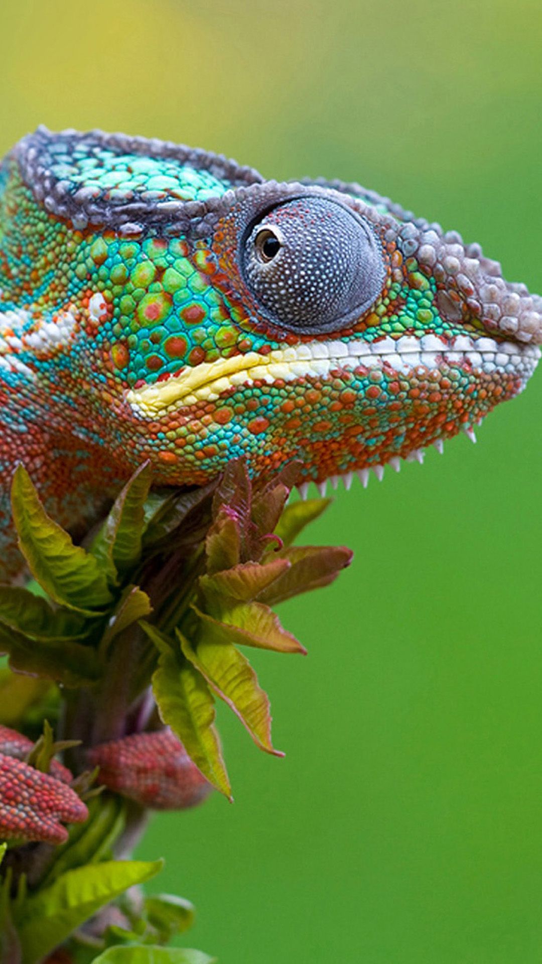 Green chameleon in jungle, horizontal banner. Tropical wildlife wallpaper.  Exotic lizard, Madagascar background. Zoo wallpaper Stock Illustration |  Adobe Stock