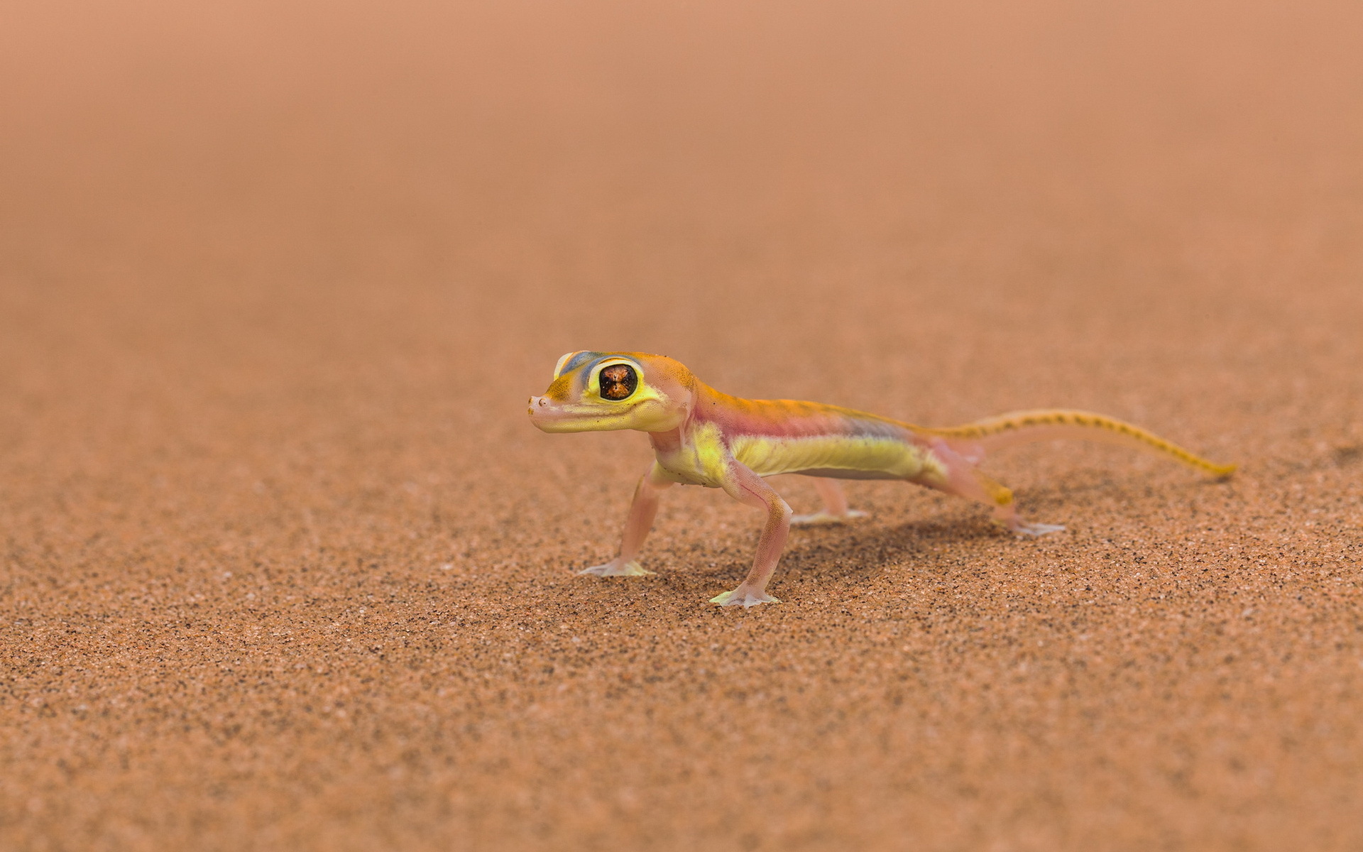 Vibrant Gecko: Stunning HD Wallpaper of Nature's Lizard