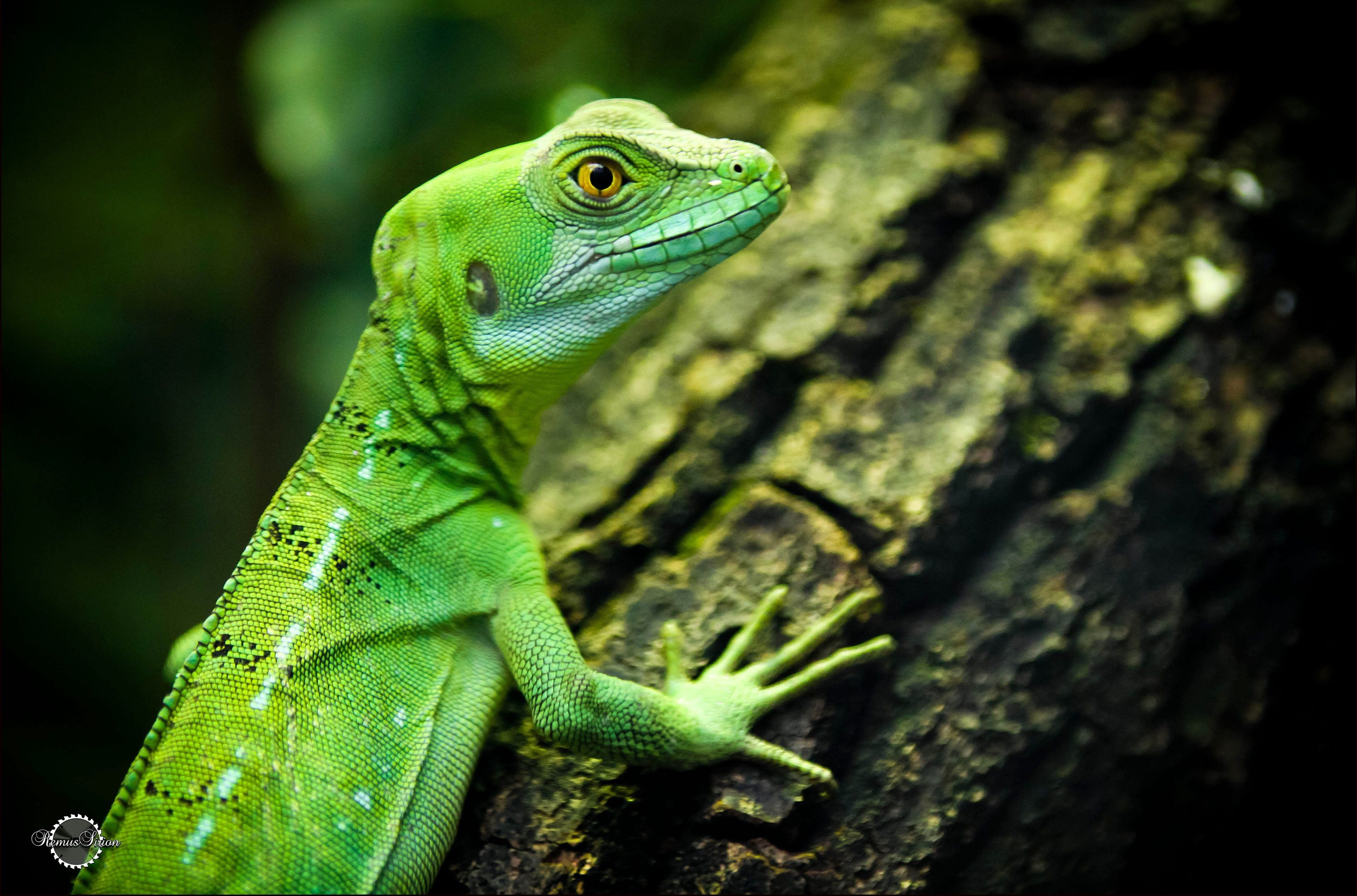 lizard 4k background pic