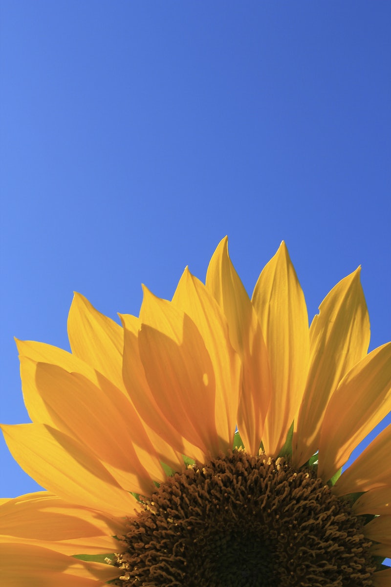 Sunflower Image. Free HD Background, PNGs, Vector Graphics, Illustrations