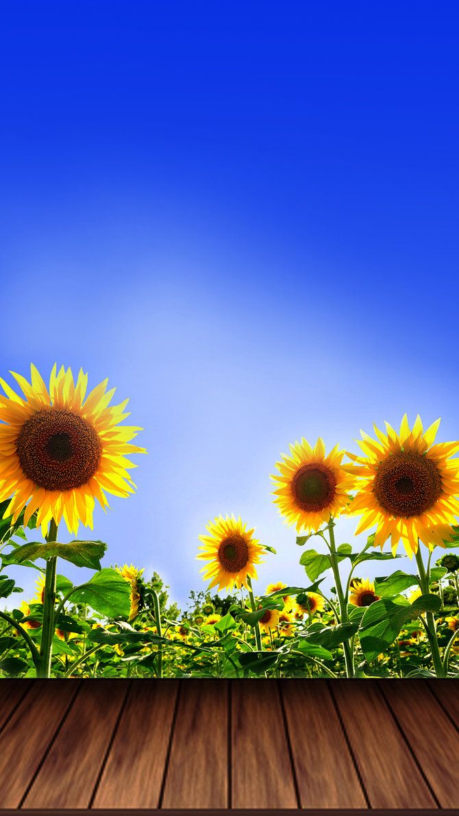 Sunflower Wallpaper 2020