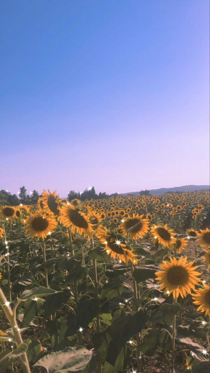 sunflower field. Cute summer wallpaper, Field wallpaper, Wallpaper iphone summer