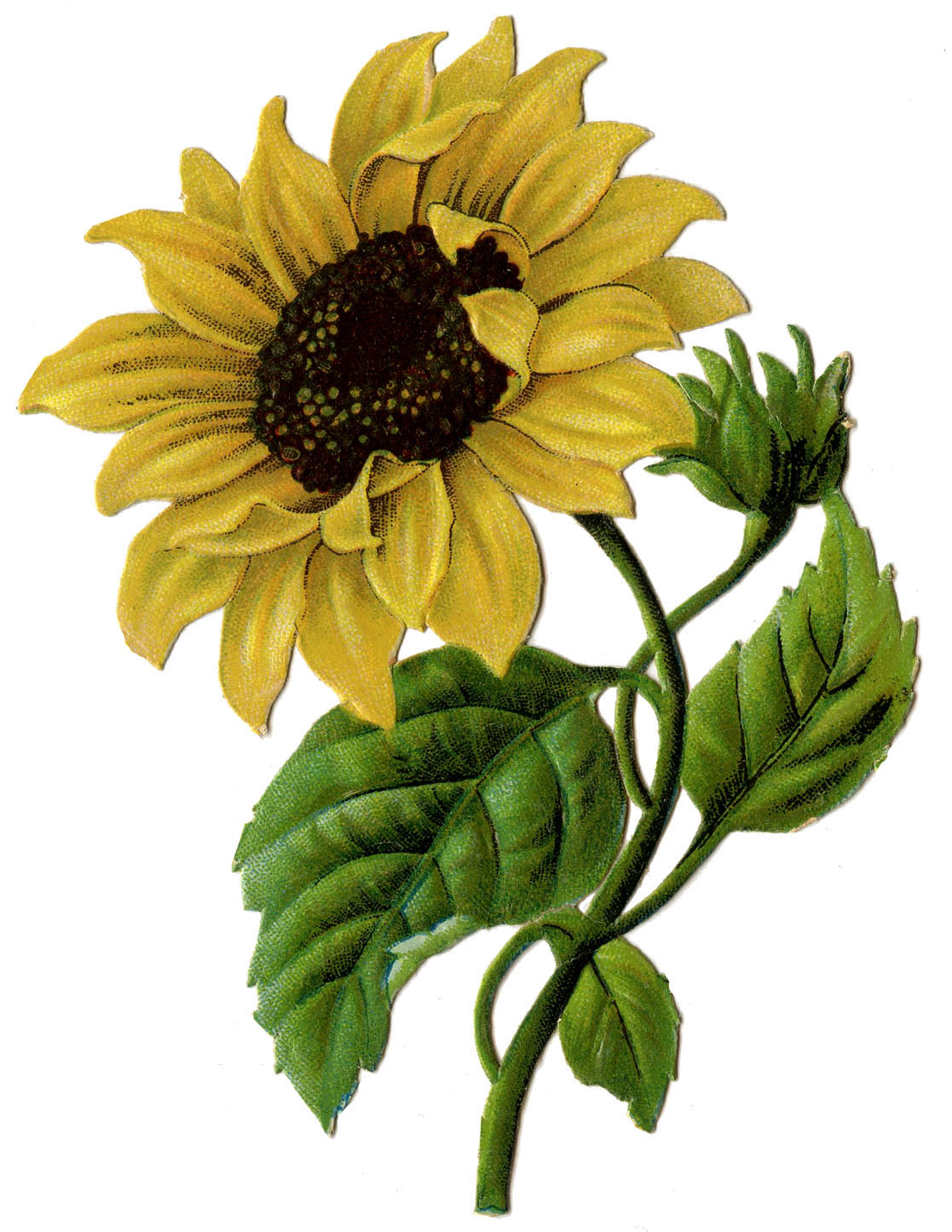 Sunflower Image Picture! Graphics Fairy