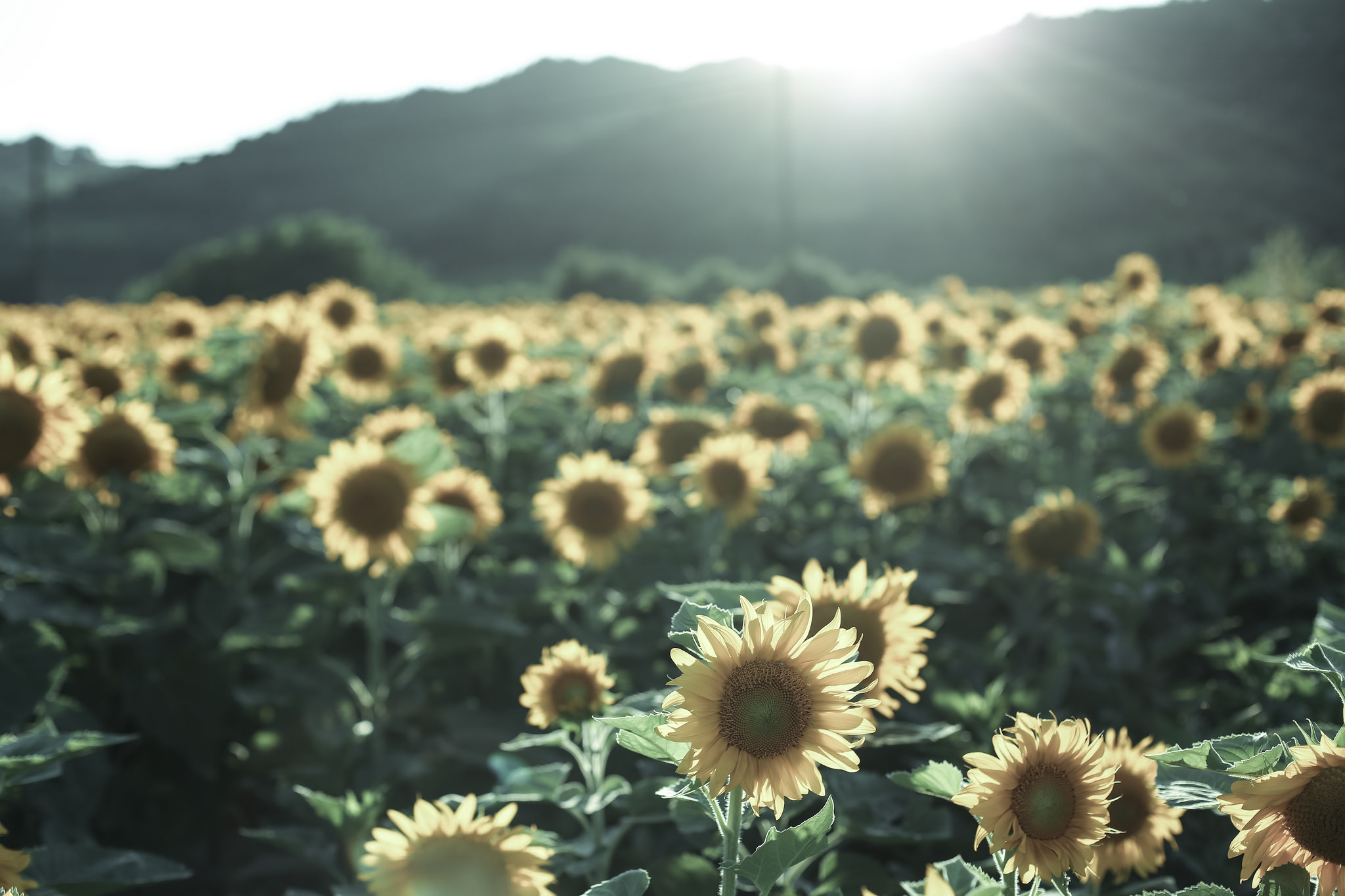 Sunflower HD Wallpaper