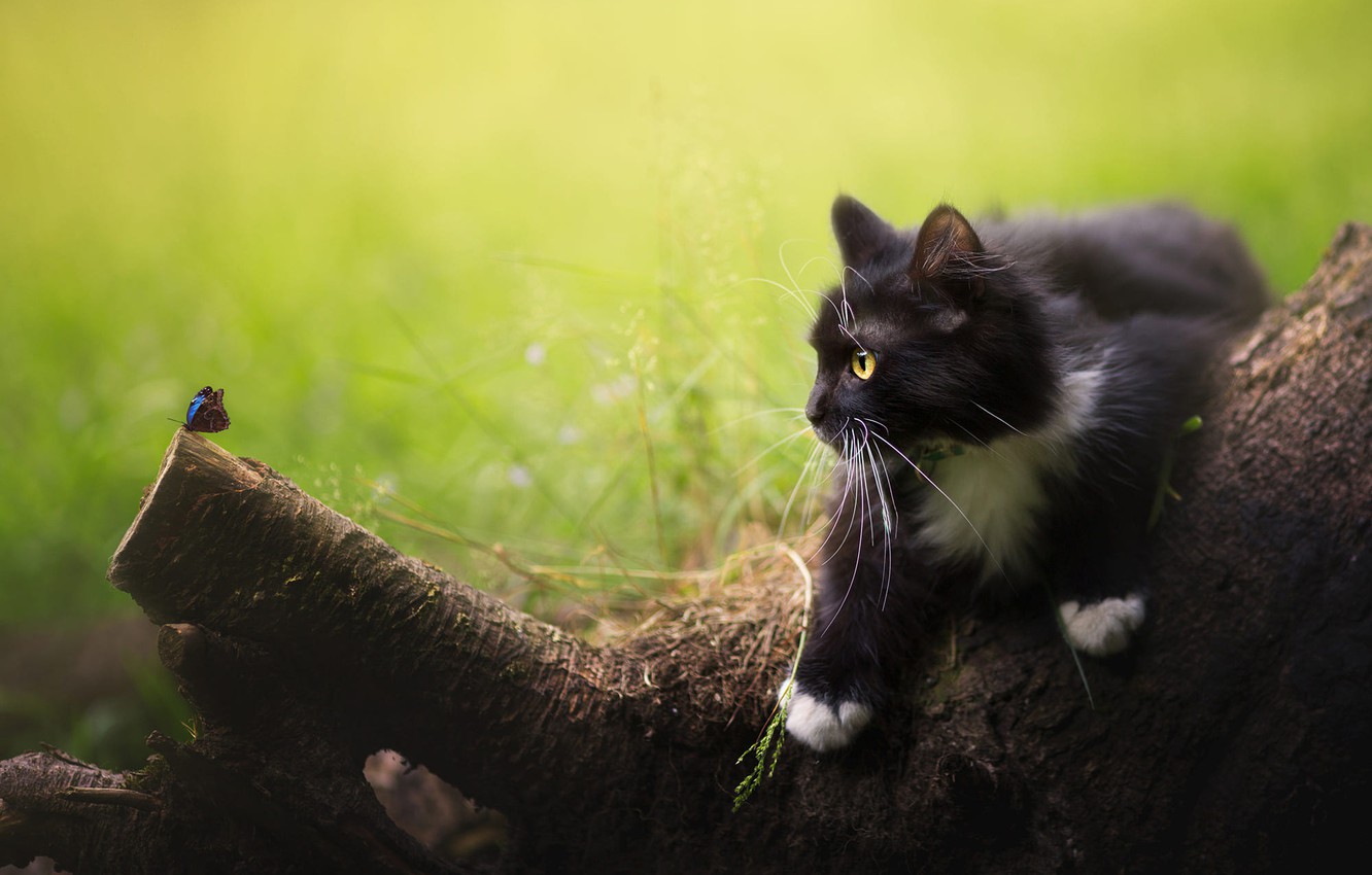 Wallpaper cat, summer, cat, look, nature, pose, kitty, tree, butterfly, black, insect, hunting, snag, kitty, green background, hunter image for desktop, section кошки