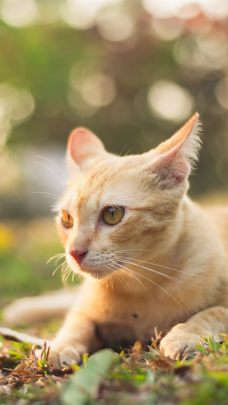 Summer Cat, Ground, Glare 750x1334 IPhone 8 7 6 6S Wallpaper, Background, Picture, Image