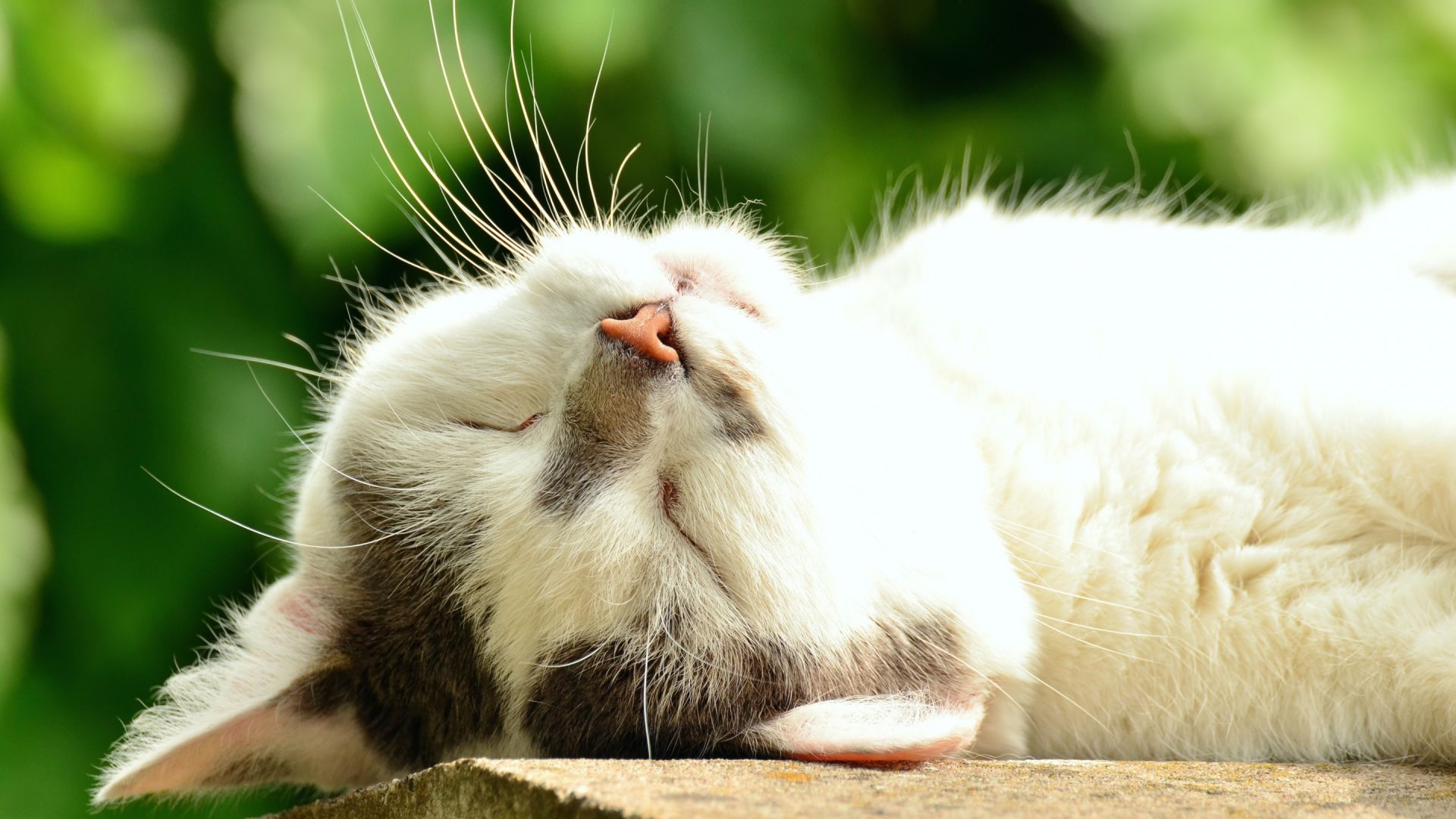 Desktop Wallpaper Summer Cat Sleeping, HD Image, Picture, Background, X2uu0z