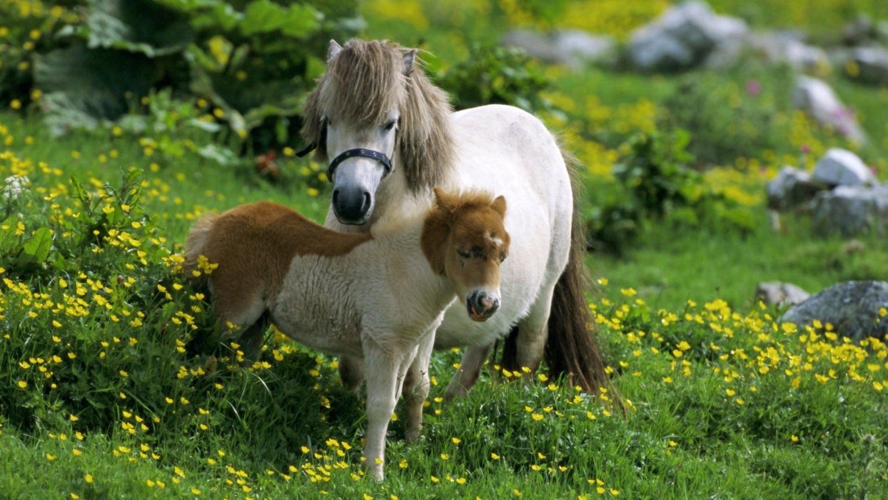 Beauty cute amazing animal Shetland Pony Horse in Farm wallpaperx1080