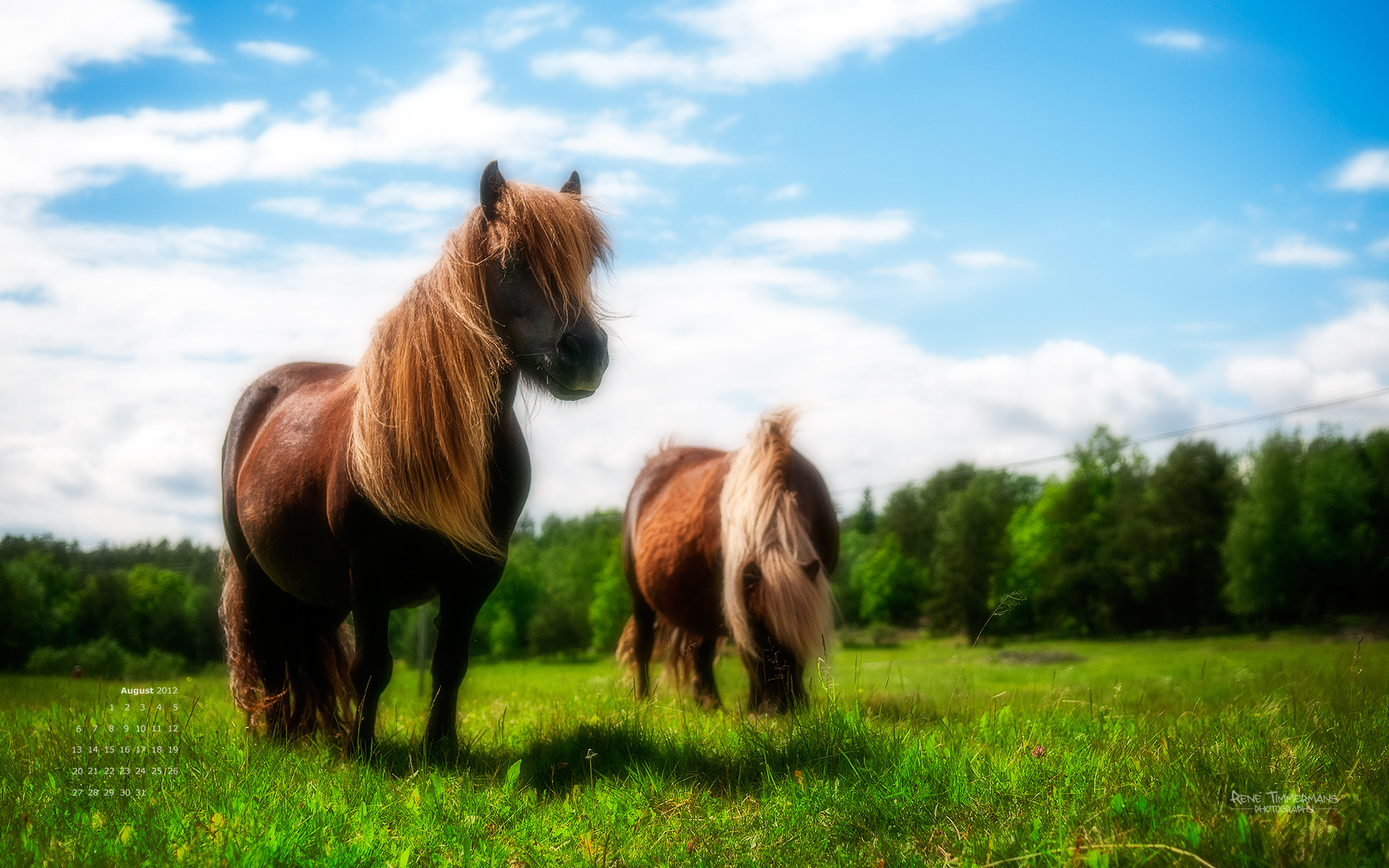 pony. René Timmermans Photography