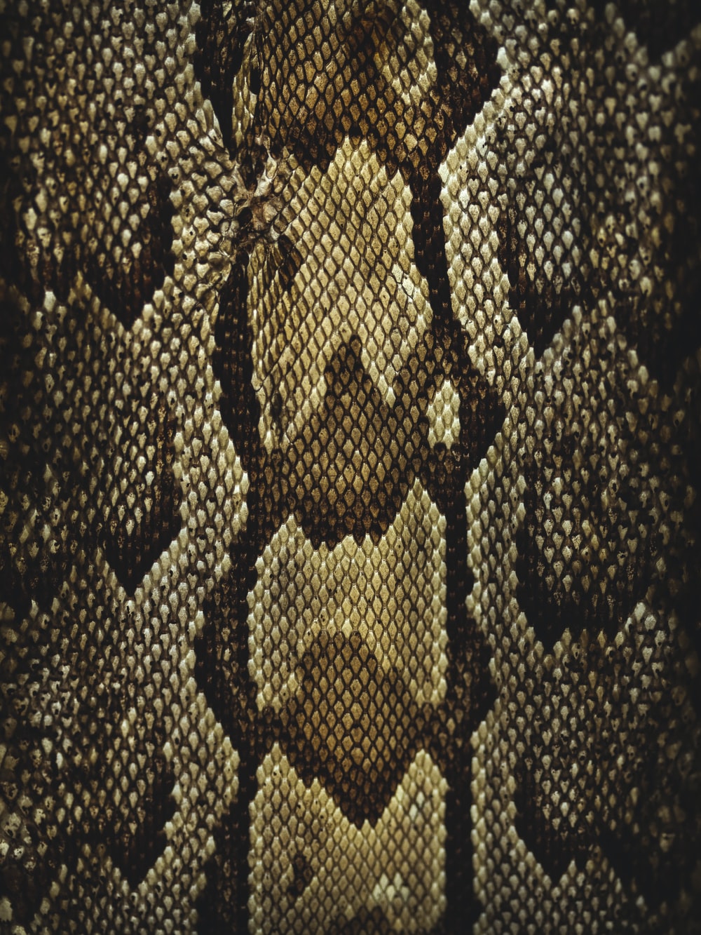 Snake Skin Picture. Download Free Image