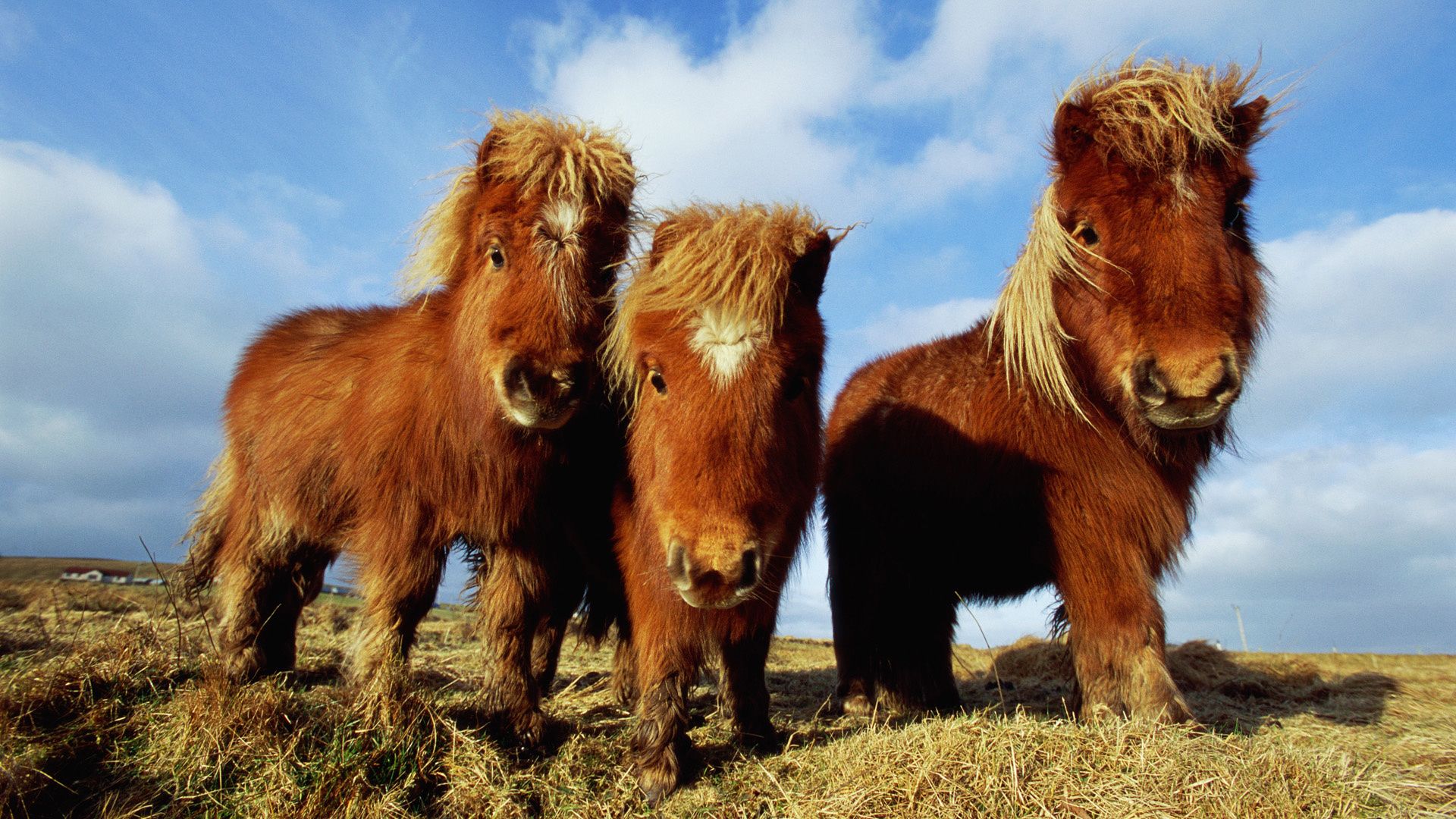 Shetland Pony. shetland pony, horse, pony. My wallpaper. Horses, Shetland pony, Miniature ponies