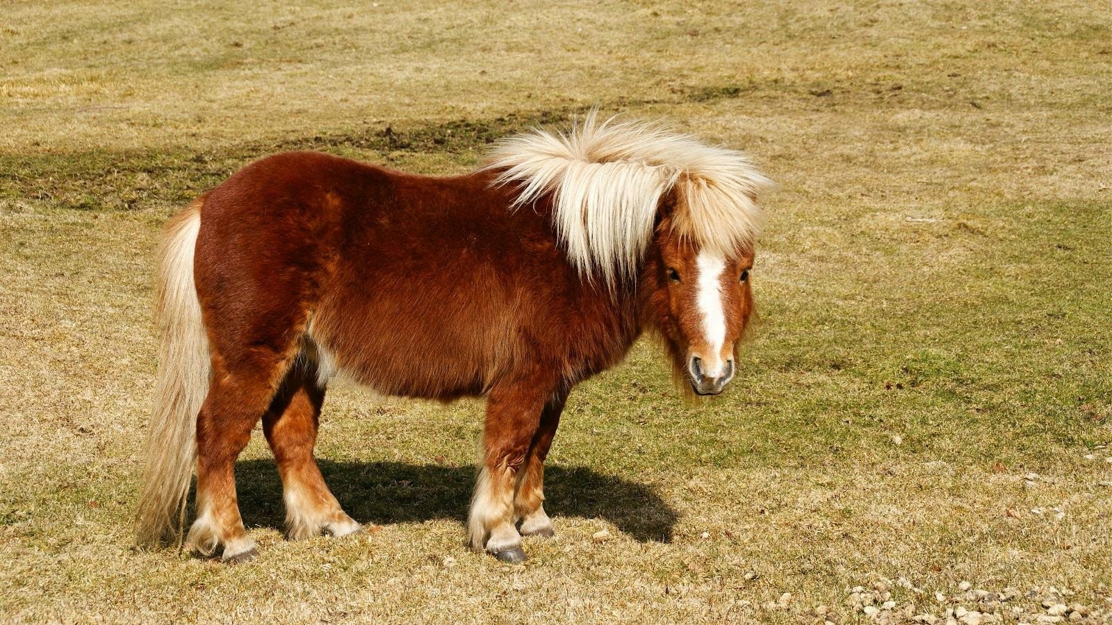Shetland Pony