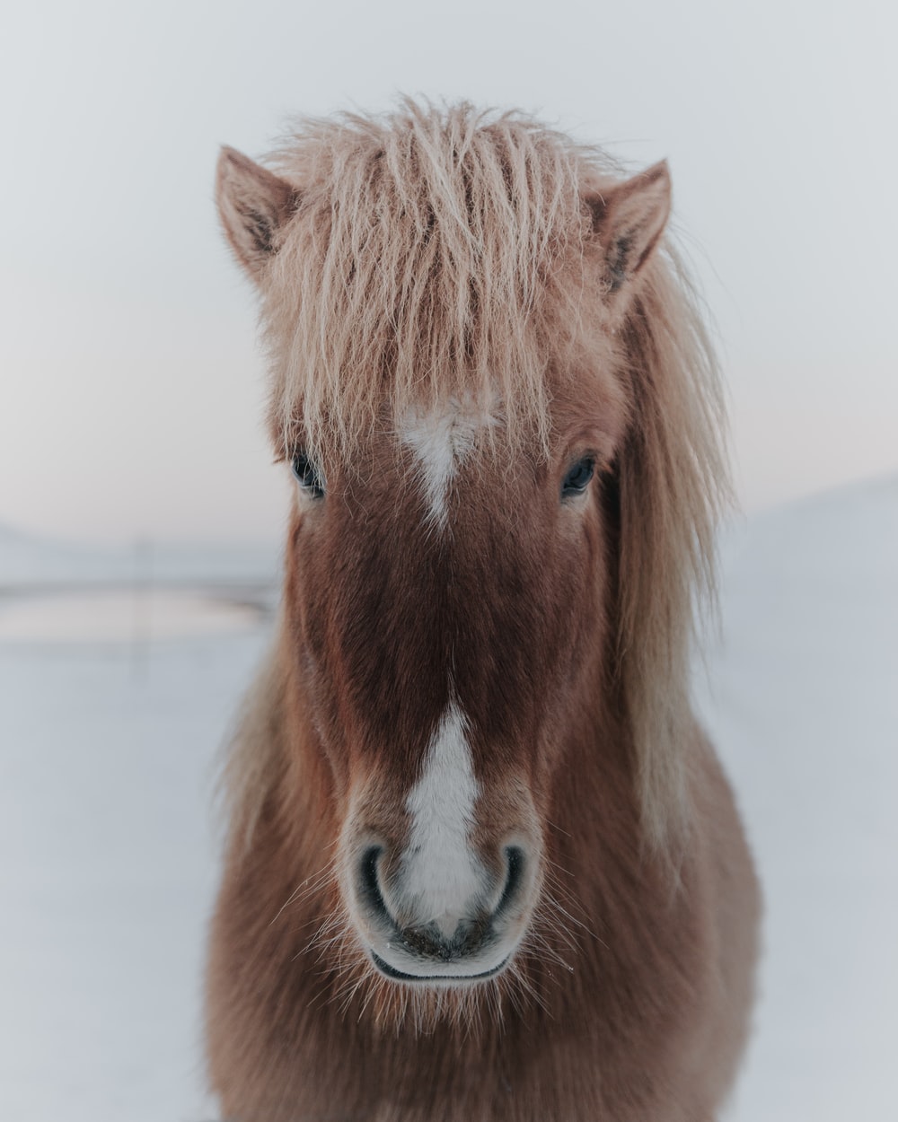 Shetland Pony Picture. Download Free Image