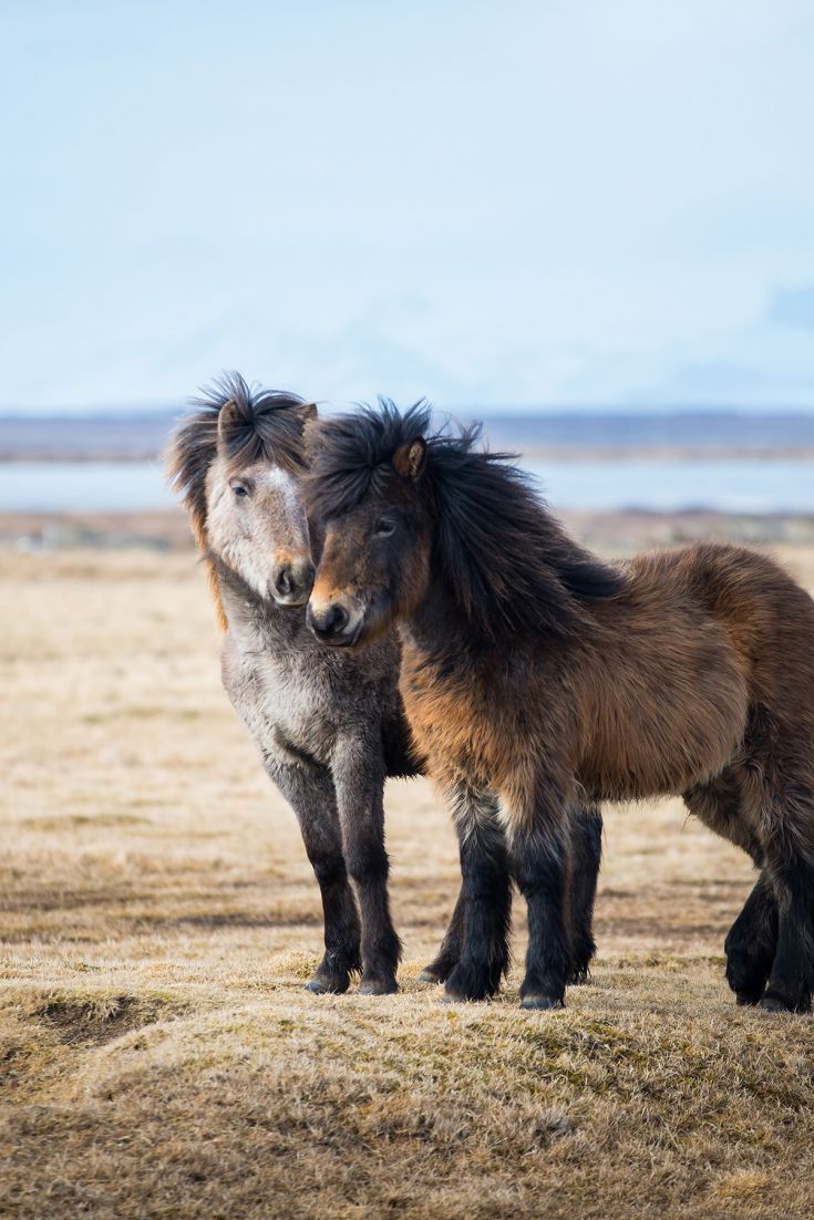 Icelandic Shetland Ponies. Horses, Icelandic horse, Beautiful horses