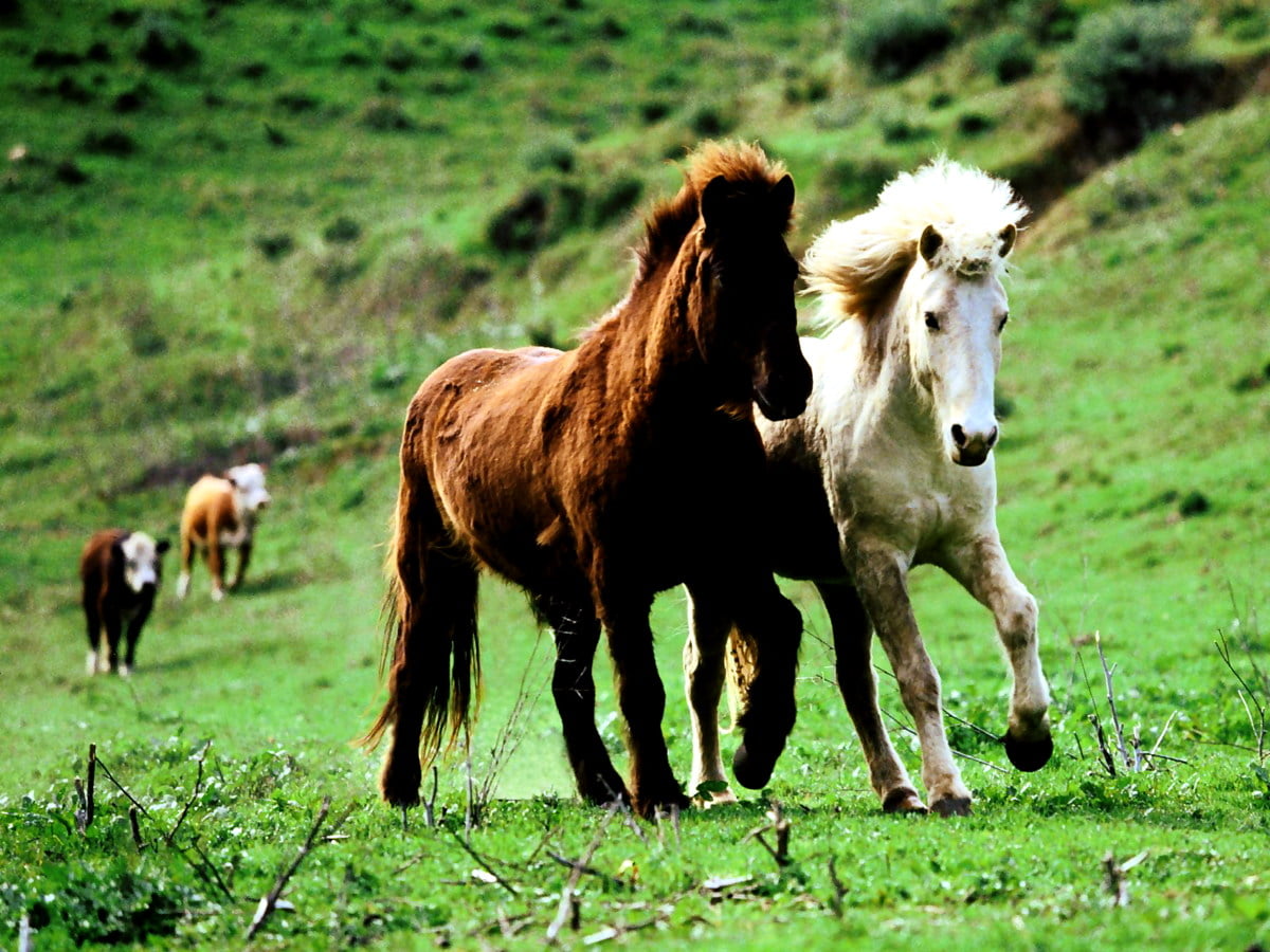 Мир животных лошади