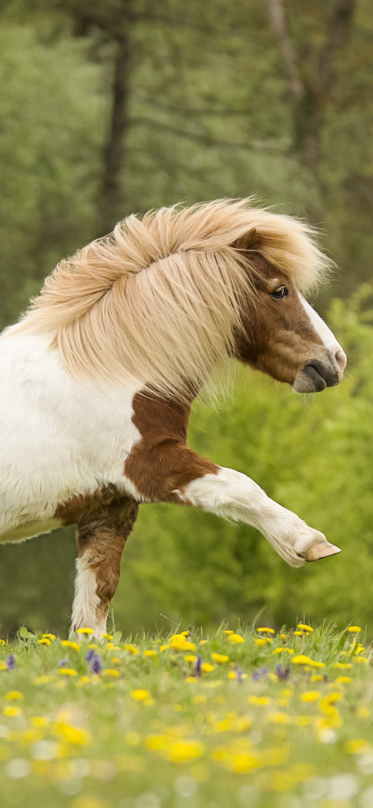 Wallpaper Pony walking, wildflowers 5120x2880 UHD 5K Picture, Image
