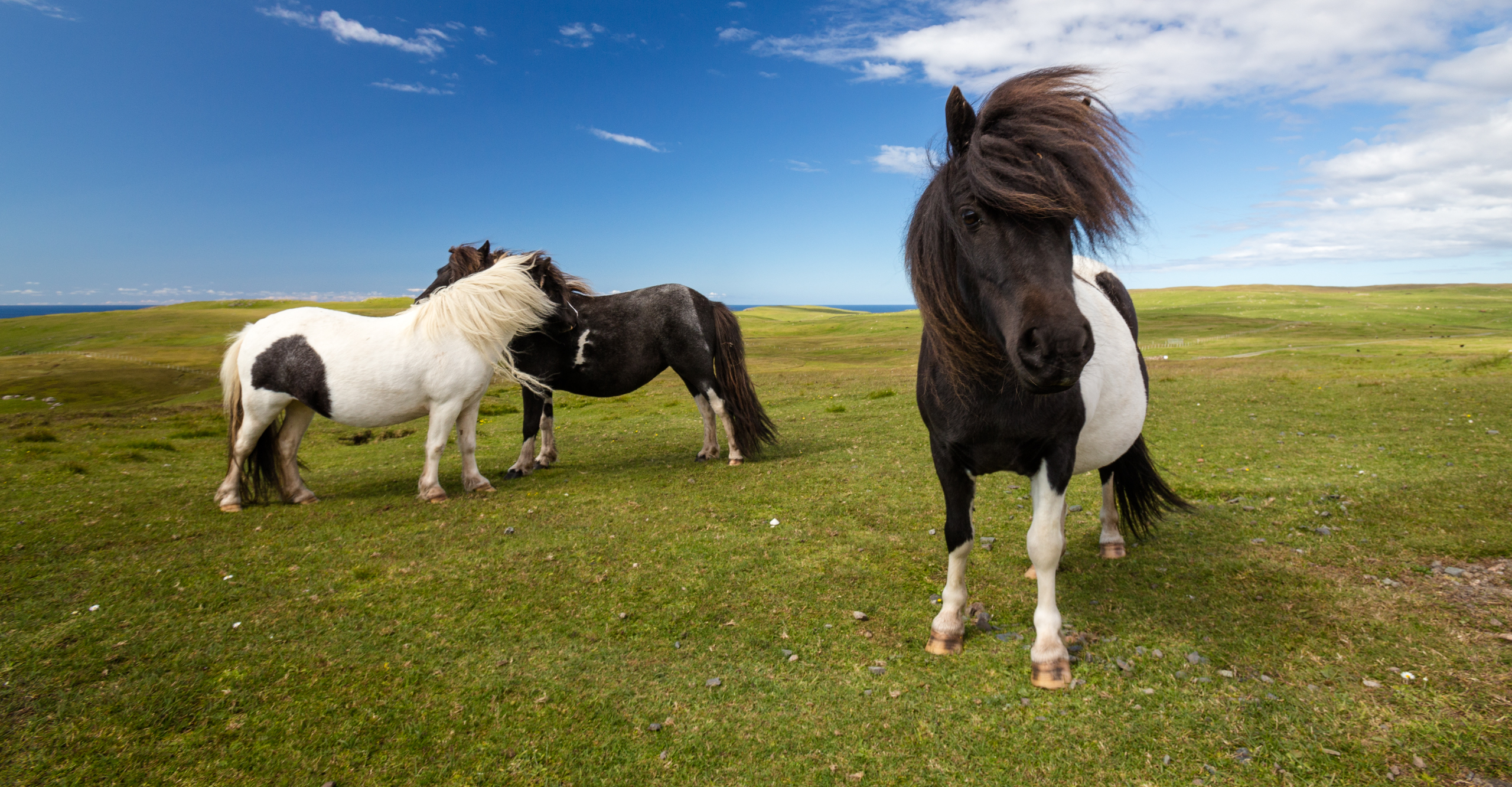 Shetland ponies