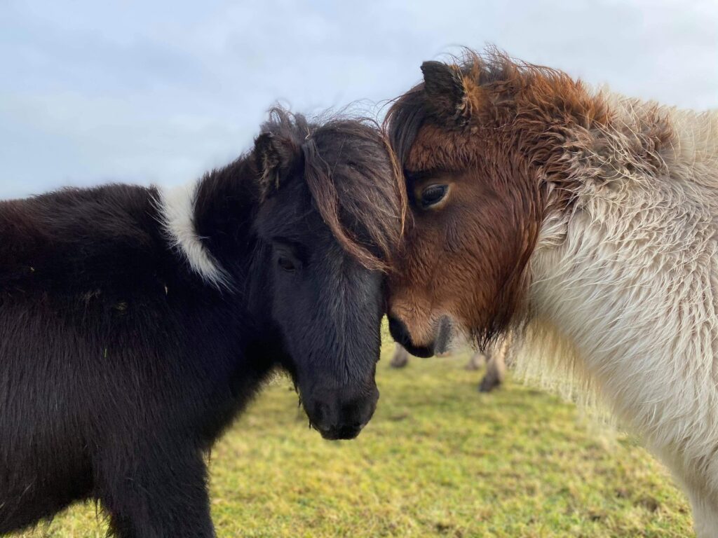Miniature Shetlands & Horses. The Miniature Pony Centre