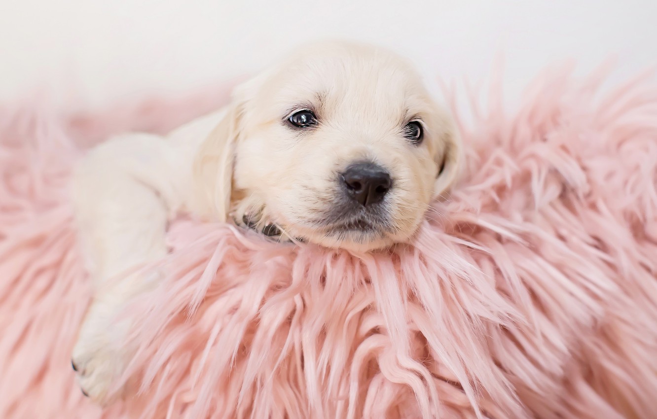 Wallpaper baby, blanket, puppy image for desktop, section собаки