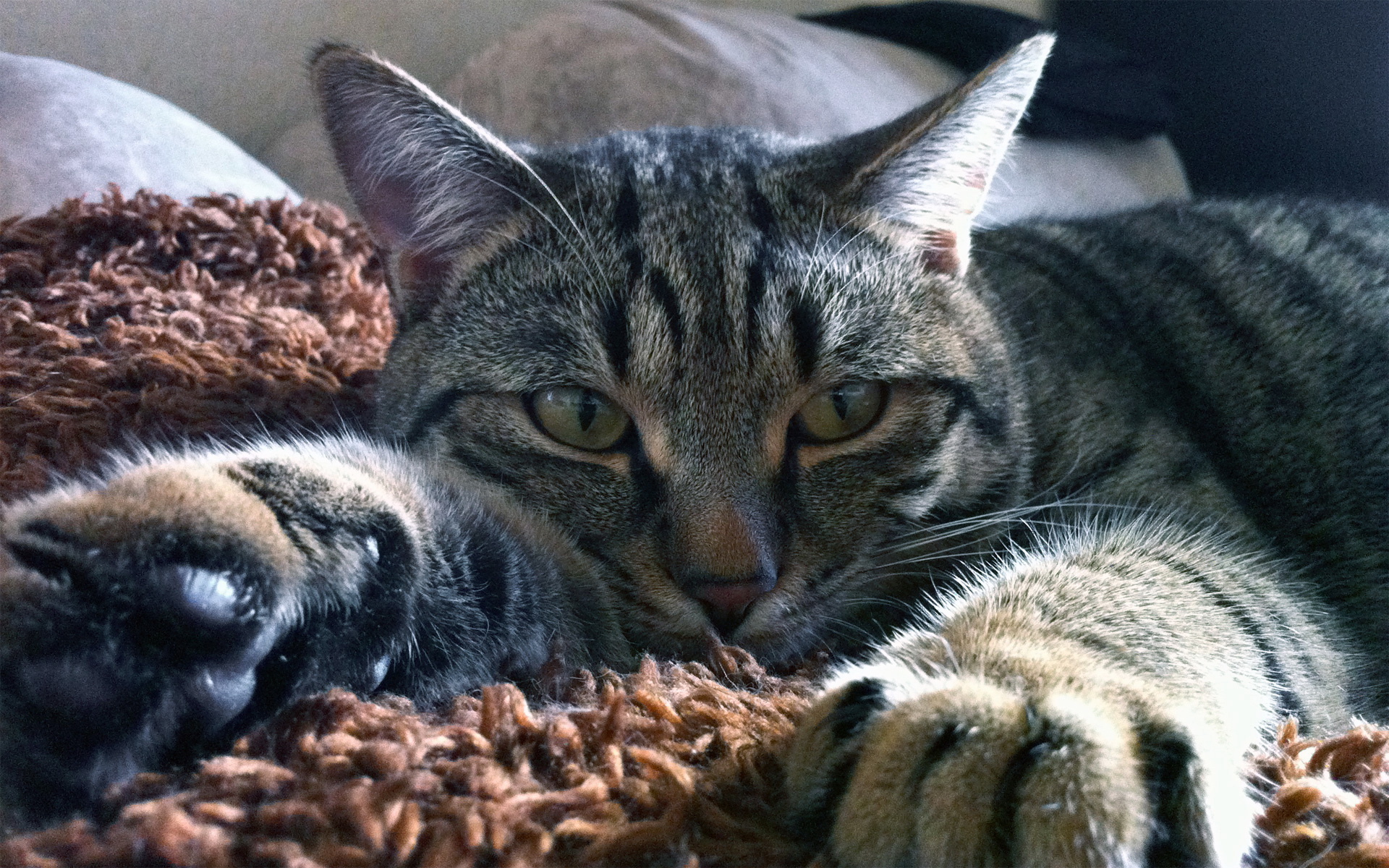 Blanket 4K wallpaper for your desktop or mobile screen free and easy to download