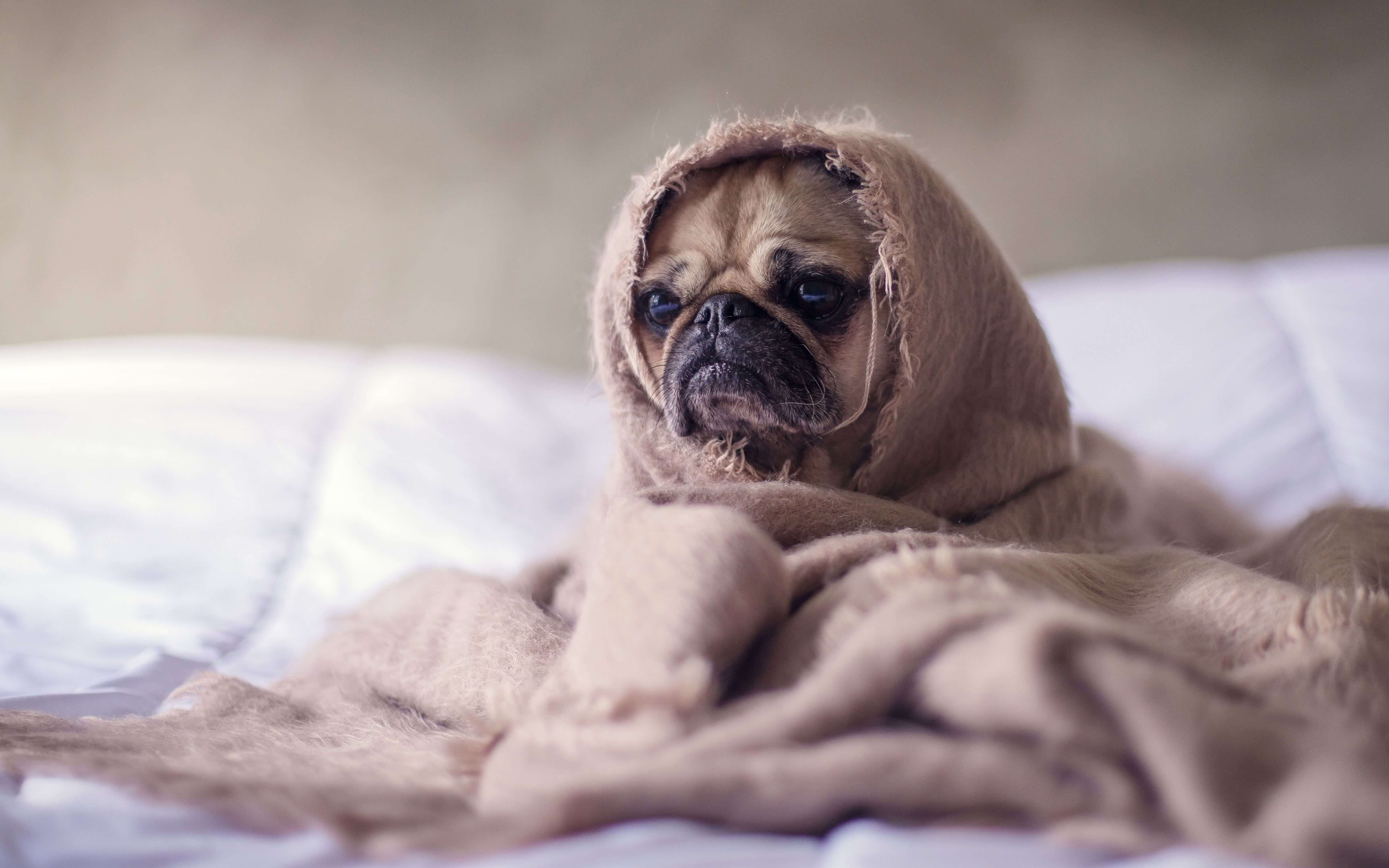 Download wallpaper French Bulldog, little puppy, blanket, cute animals, pets, 4k for desktop with resolution 3840x2400. High Quality HD picture wallpaper