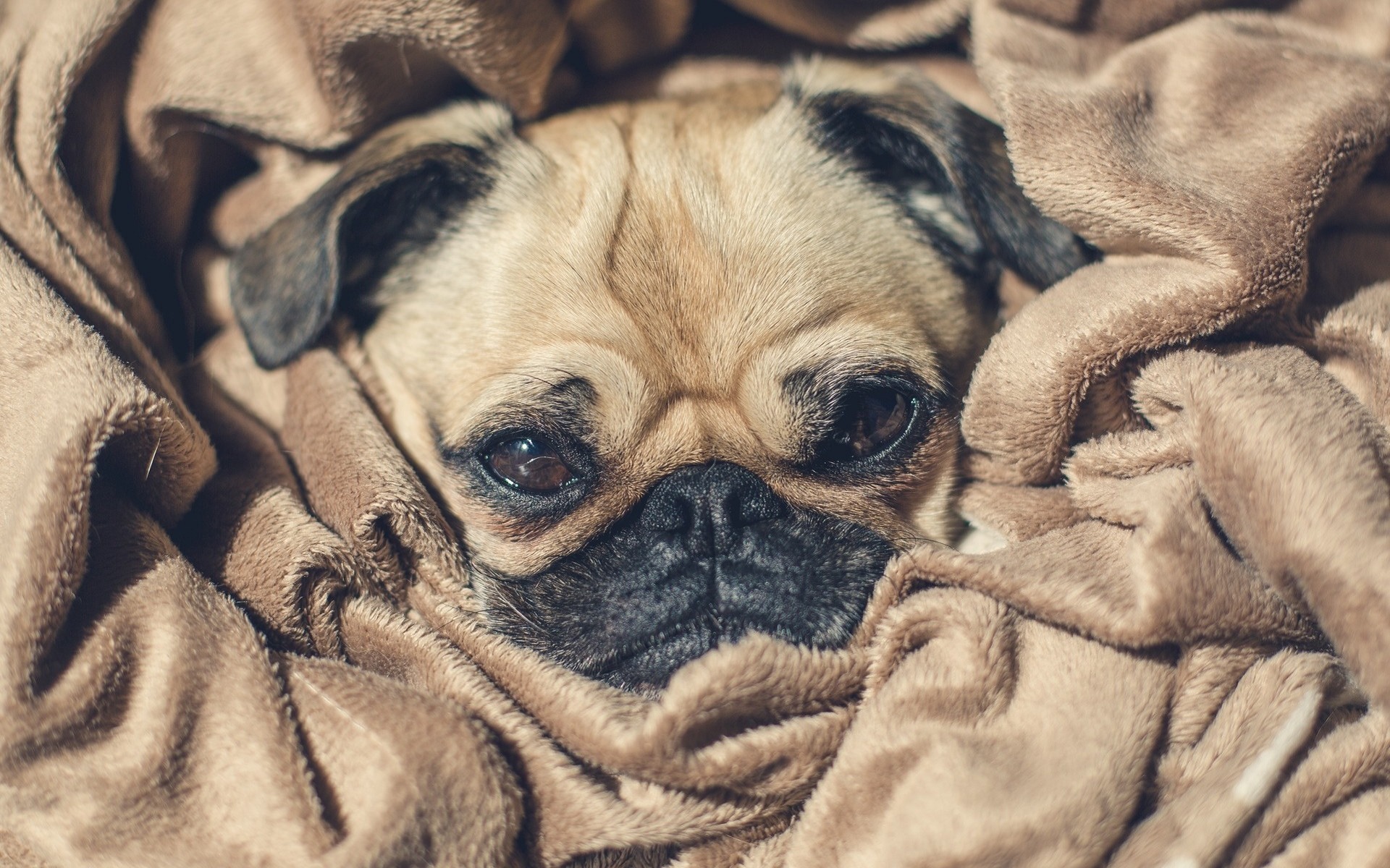 Download wallpaper Pug, little puppy, blanket, cute little animals, breed of decorative dogs for desktop with resolution 1920x1200. High Quality HD picture wallpaper
