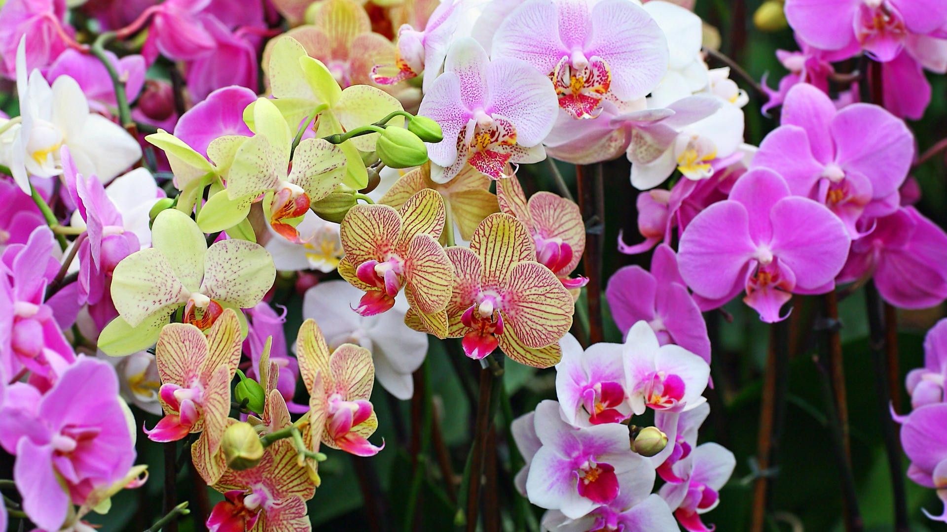 Colorful Orchids Wallpaper