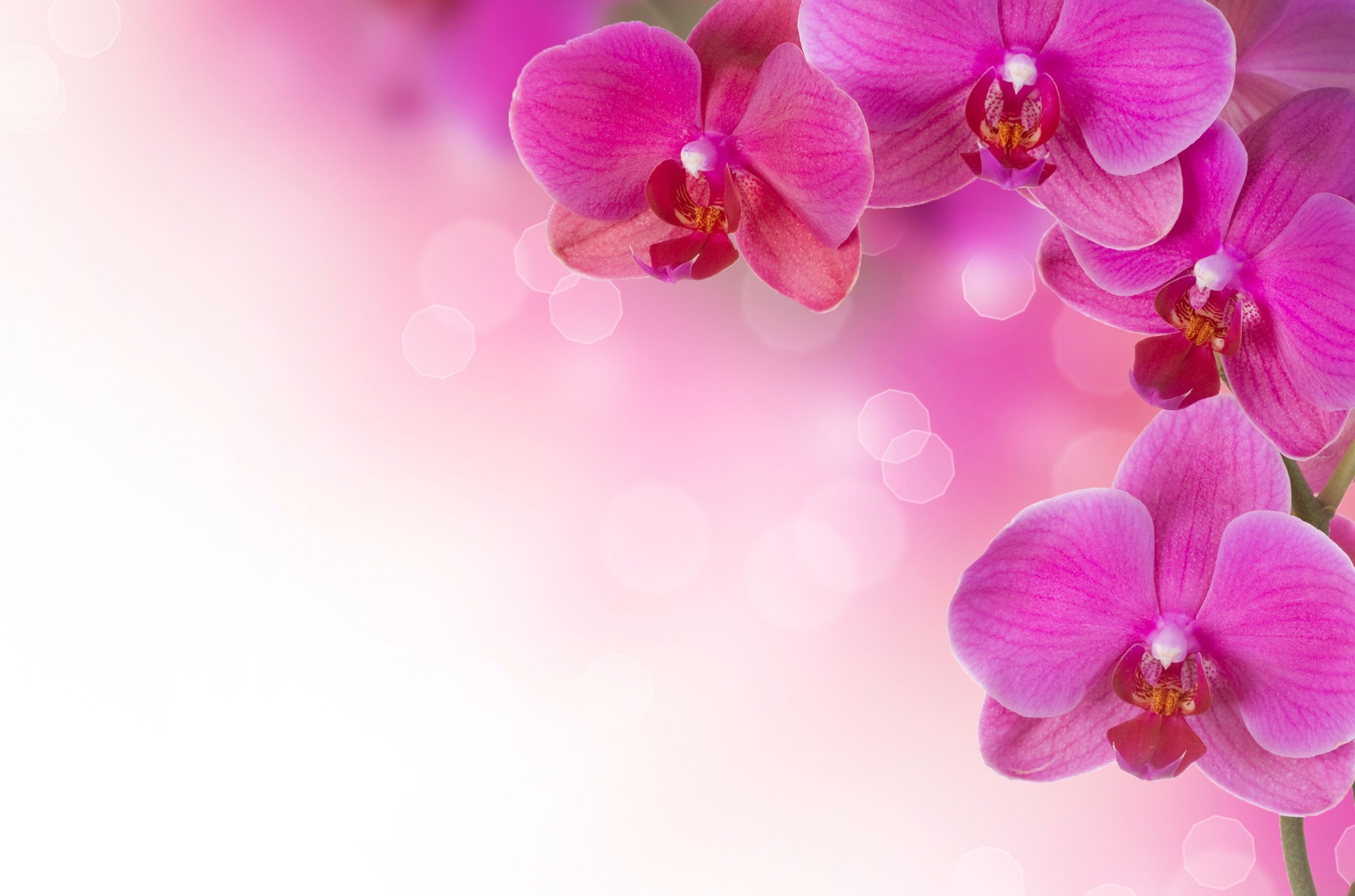 Pink Orchid Wallpaper