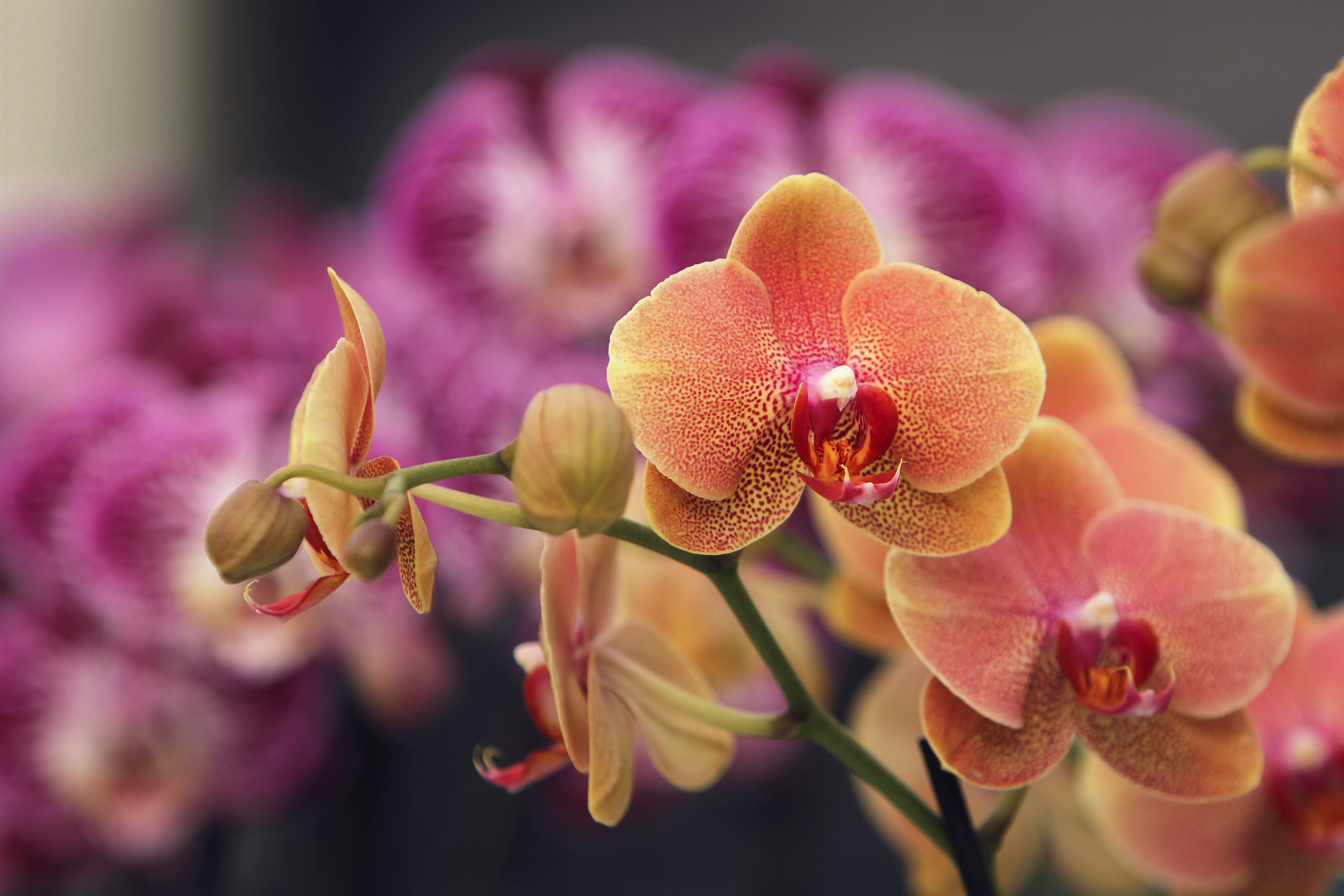 Can Orchid Flowers Change Color?