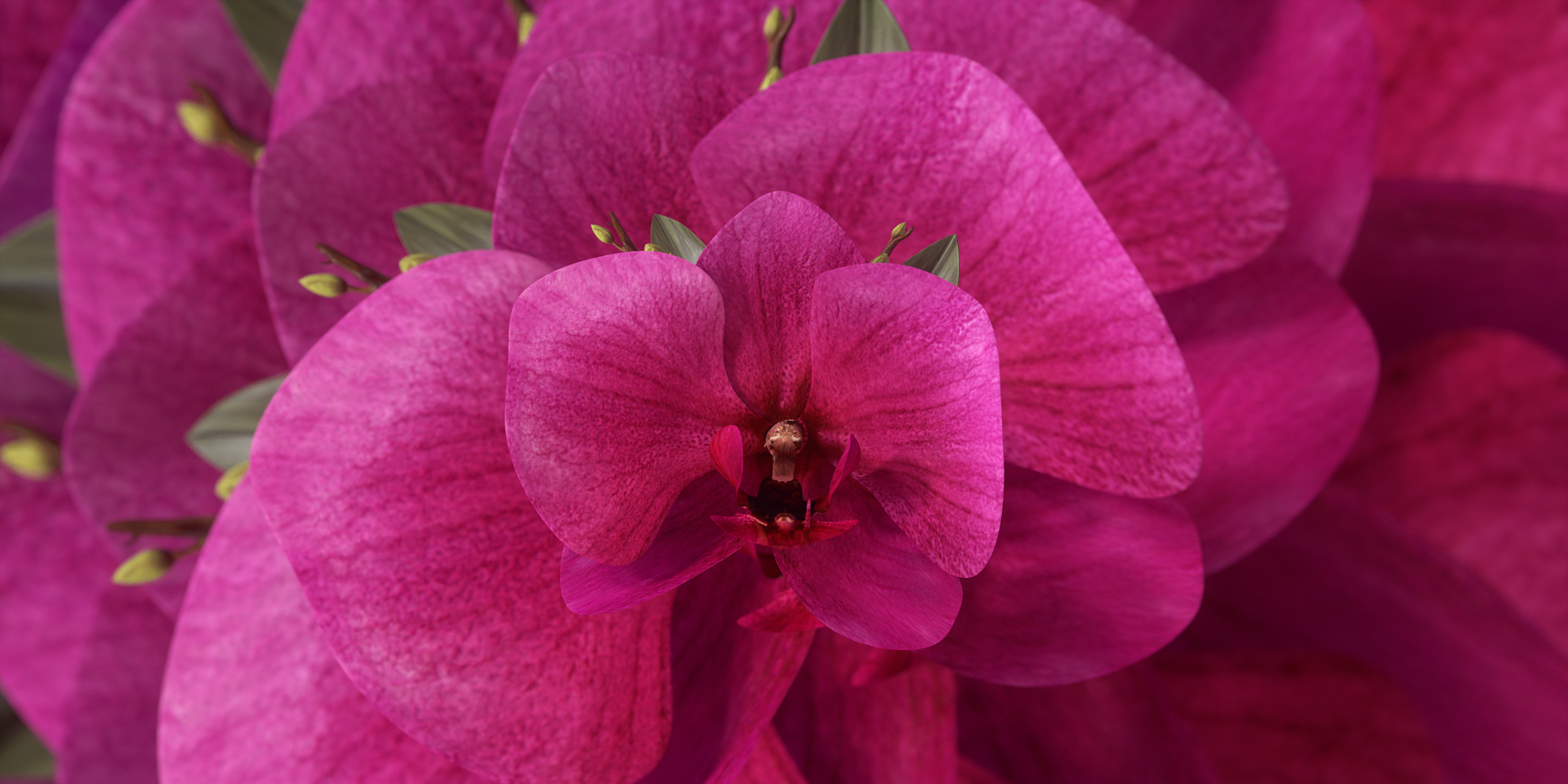Orchid Flower Is a Color to Watch