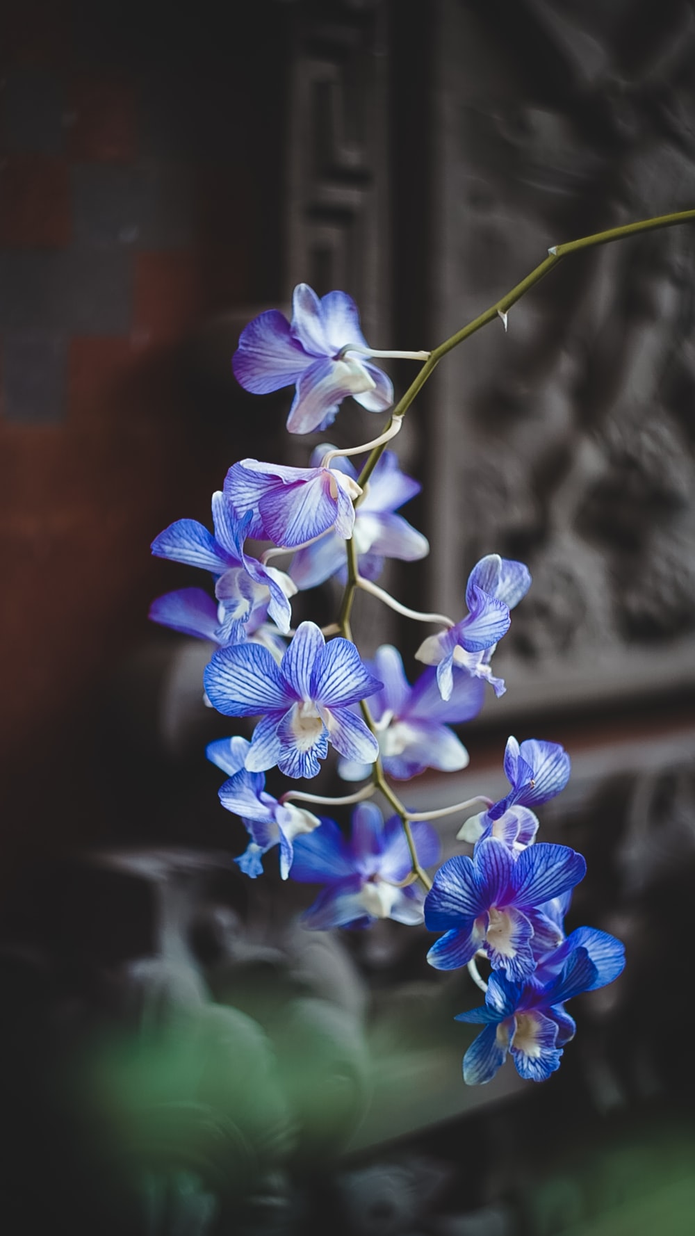 Orchid Picture. Download Free Image