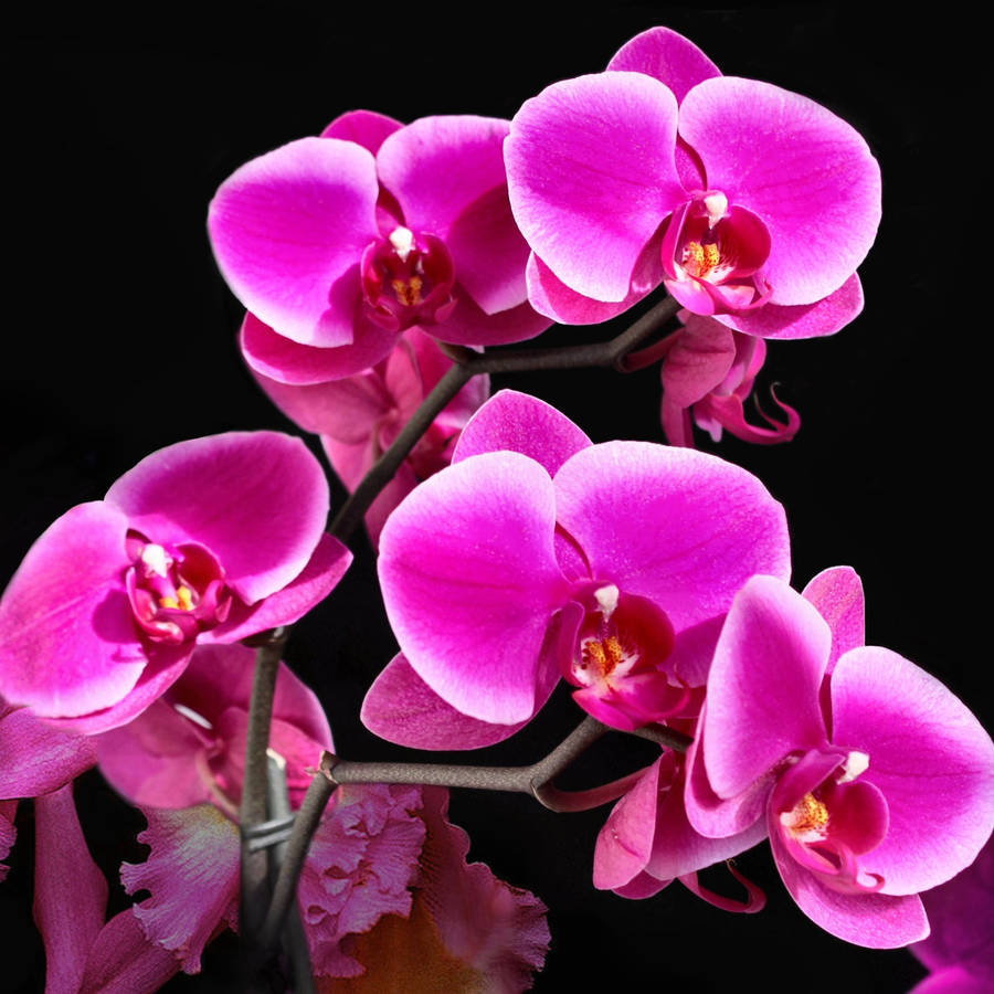 Colorful Orchids Wallpapers Wallpaper Cave