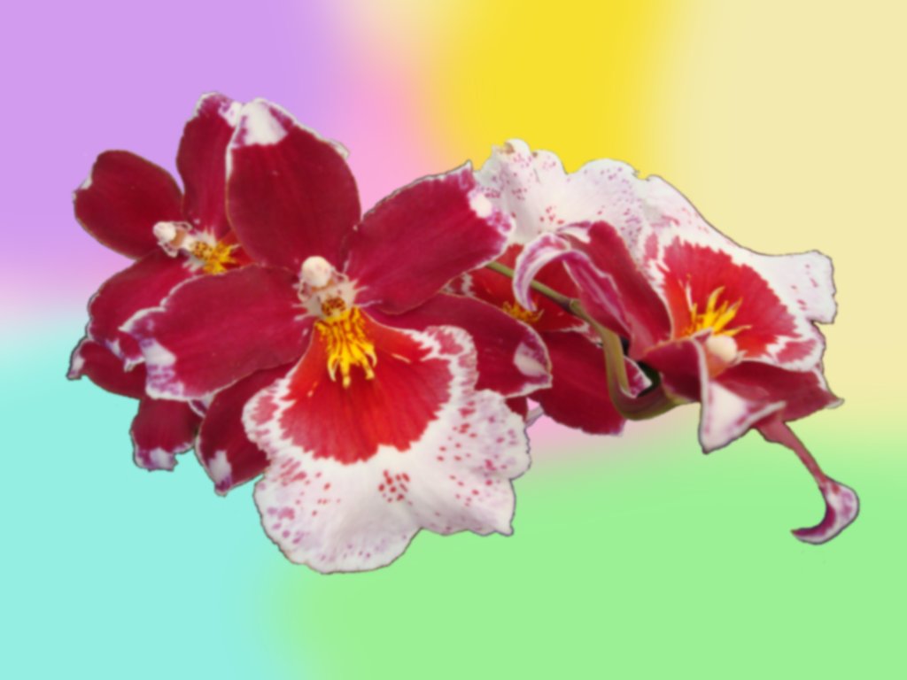 Orchid Flowers Wallpaper 1024x768