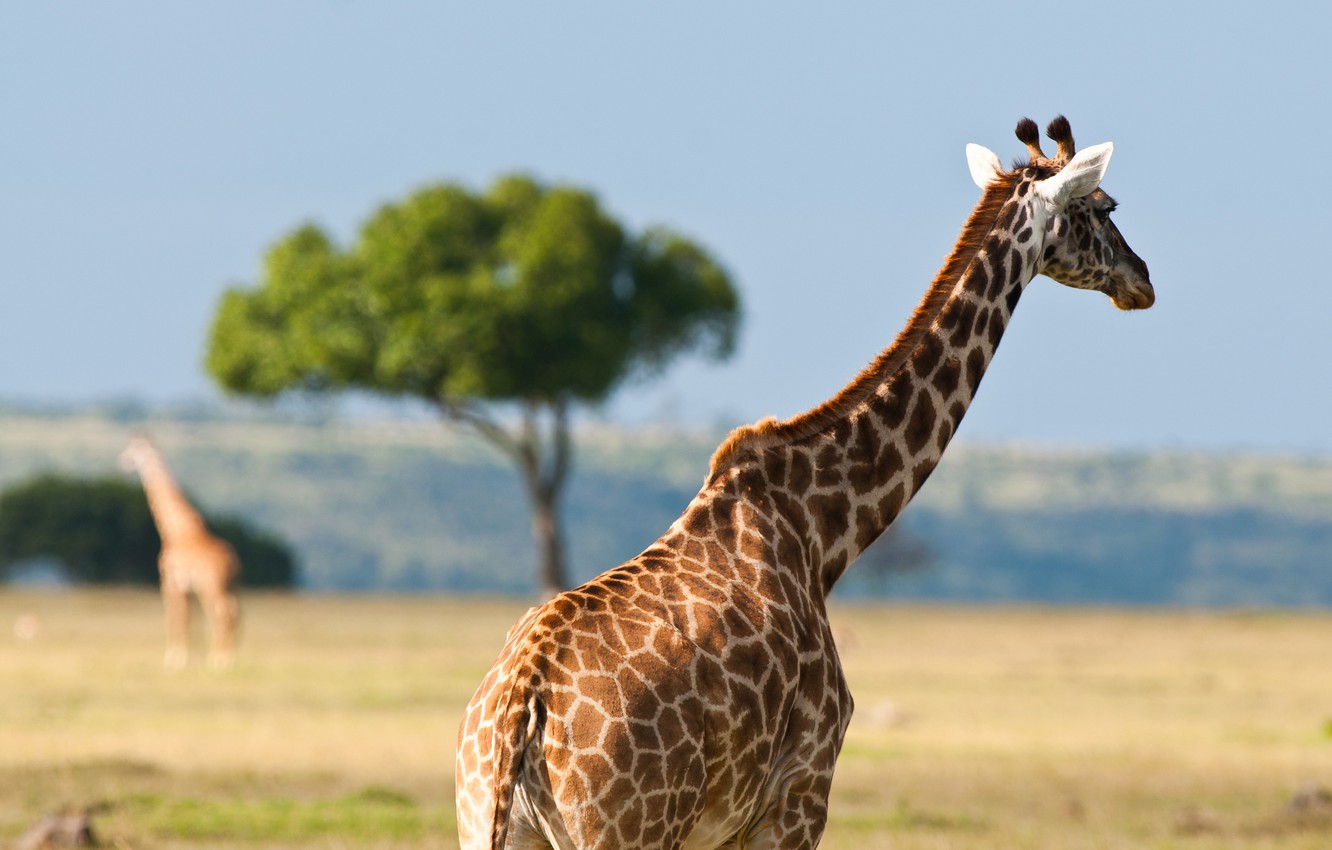 Wallpaper animals, summer, heat, giraffes, Africa, Australia, wildlife image for desktop, section животные