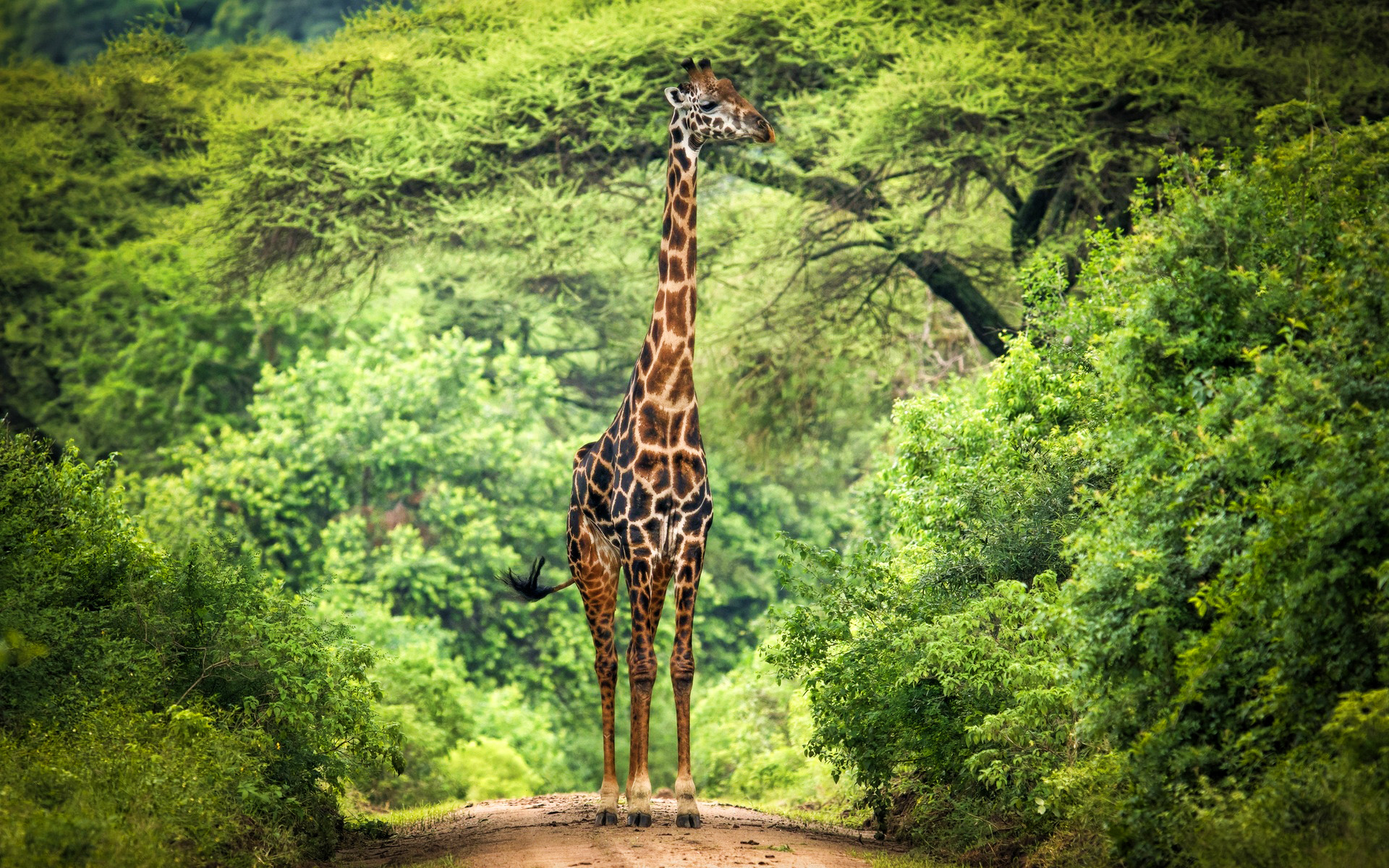 Download wallpaper Giraffe, wildlife, savannah, Africa, HDR, summer, Giraffa for desktop with resolution 1920x1200. High Quality HD picture wallpaper