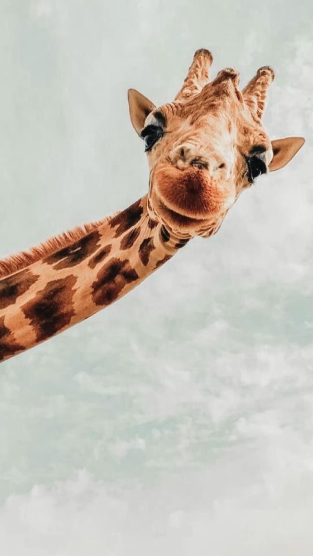 Cute giraffes to make you smile!. Giraffe picture, Cute animals image, Cute small animals