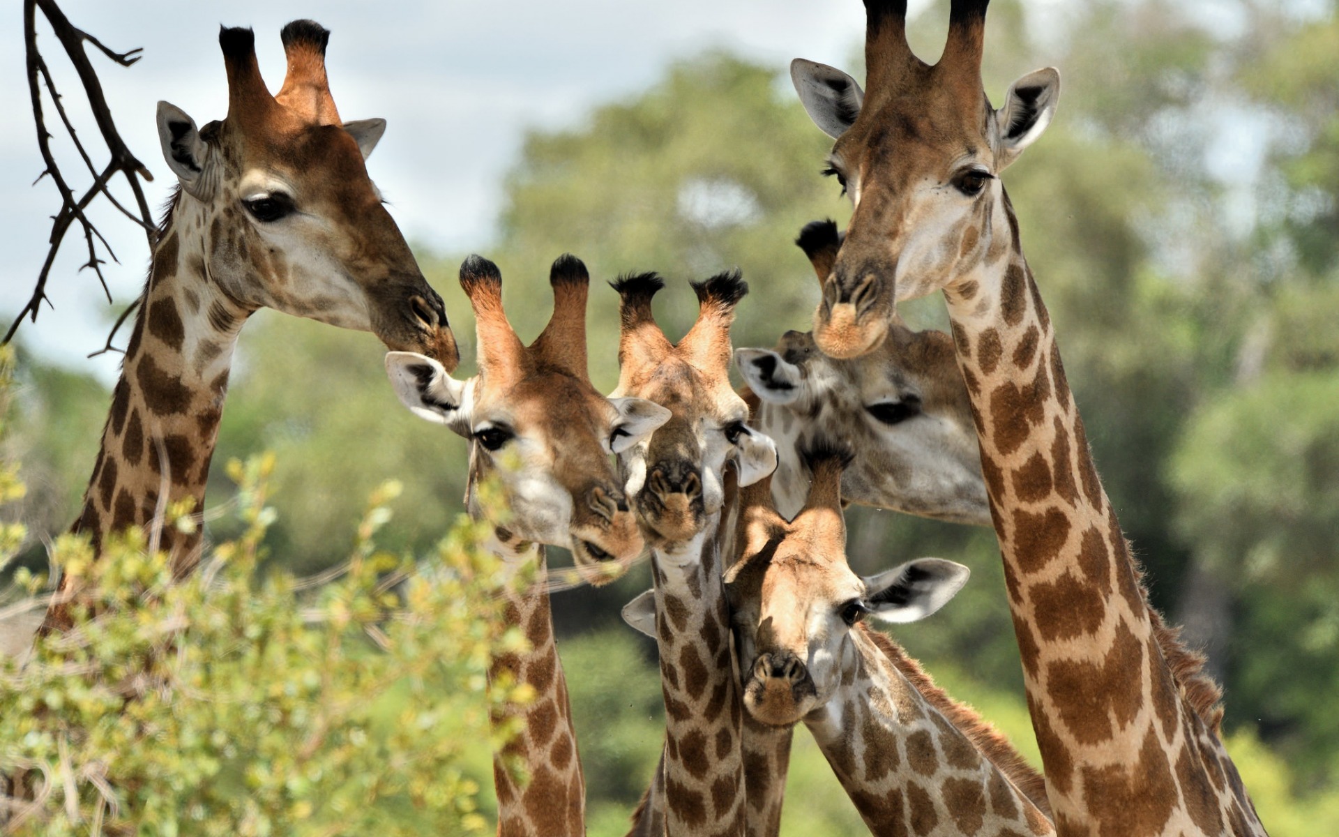 Download wallpaper giraffes, wildlife, Africa, wild animals, summer for desktop with resolution 1920x1200. High Quality HD picture wallpaper